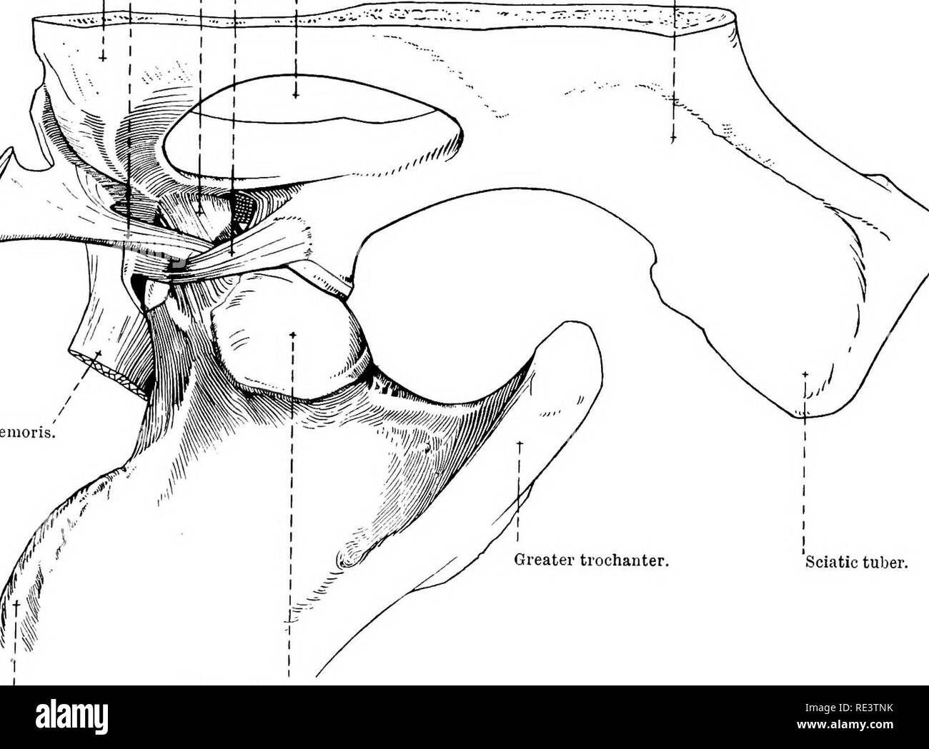 . Die topographische Anatomie der Glieder des Pferdes. Pferde; Physiologie. 124 TOPOGEAPHICAL ANATOMIE DES gelenkknorpels Fossa acetabvli} Noch ist der gesamte Kopf des Oberschenkels Gelenkknorpel, denn es bietet ein umfangreiches Fovea, die Bänder befestigt sind. In der Umgebung des acetabular Marge ist ein Ring von fibro - Knorpel, das labrum glenoidale ^ über die ineisura acetabuli weiterhin durch eine Liga-^ Lig. teres. Lig. transversum acetabuli. Lig. accessorium. Schamberg. Obturator foramen, I I I Sitzbein. M. rectus femoris.. Ischias Knolle. Leiter des Femur. Abb. 84.-medialen Aspekt des Hüftgelenks. Die Linie der attachme Stockfoto