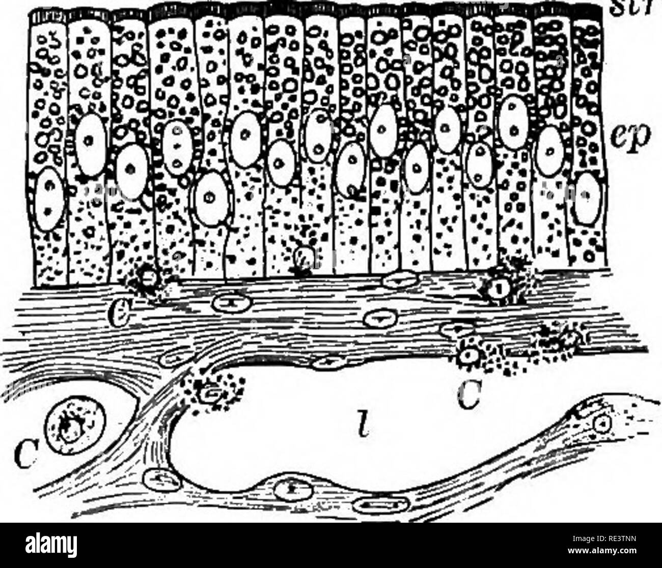. Ein Lehrbuch der Tierphysiologie, mit einführenden Kapiteln über die allgemeine Biologie und eine vollständige Behandlung der Fortpflanzung... Physiologie, Vergleichende Str. Abb. 293.-A. Abschnitt der zotte von Ratte während Fett absori&gt getötet; tion (Schafer). ep. epithel; Str, gestreift Grenze; c, Lymph-Zellen; c', Lymph-Zellen im Epithel; Ich, zentrale lacteal con Aufrechterhaltung zerfallenden Blutkörperchen. B. Ilucous Membran der Frog's Darm während der fettaufnahme (Schafer). ep, Epithel, sti-, gestreift Grenze; C, Lymphdrainage Blutkörperchen; I, lacteal. Nervensystem direkt; zu anderen scheint es, dass das Scheitern von absorpti Stockfoto