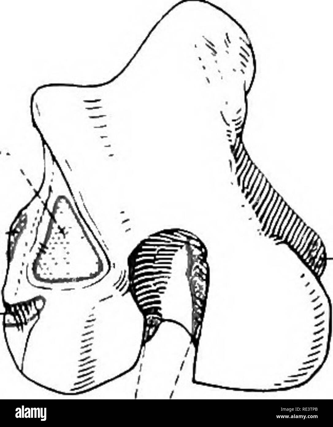 . Die topographische Anatomie der Glieder des Pferdes. Pferde; Physiologie. JI. glutsous medius... Abb. 79.- proximalen Ende des Oberschenkels, mit Bereichen der muskulöse Anhang. M. CAPSULAEis. - Die kapselfibrose ist eine schmale, längliche Streifen von Muskel anliegend gegen das Hüftgelenk, und läuft zwischen den seitlichen M. vastus und rectus femoris. Seine Herkunft ist vom Ilium in der Nähe der seitlichen Ursprung der rectus, und ihre Einfügung in einen leichten Grat auf der vorderen Oberfläche des proximalen Drittel des Oberschenkels. Mm. peroDc'eus Tertius et Extensor digitorum Longus. Lig. coilateraje flbulare.. ",,.,^, ^  , Stockfoto