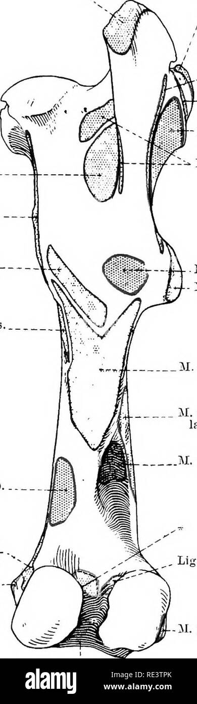 . Die topographische Anatomie der Glieder des Pferdes. Pferde; Physiologie. Die gliedmassen DES HOESE 119 Dissection. - Die tiefe M. glutaeus muss, dass FSME-Herkunft der rectus femoris und Capsularis Muskeln niederschlagen können gründlich wifh wivwr ^"" "'*^^'^^"""°^*°' "J"'^t^^ Kapsel der Hüftgelenk, mit der die Tiefen M. glutaeus eng verknüpft ist. Ein starkes Blatt fascia verbindet die Tensor der Fascia lata mit Ni. Ll! TV, die ihum und deckt den seitlichen Rand der iliacus Muskel, Ihis muss abgeschnitten werden. M. glutfcus medius Stockfoto