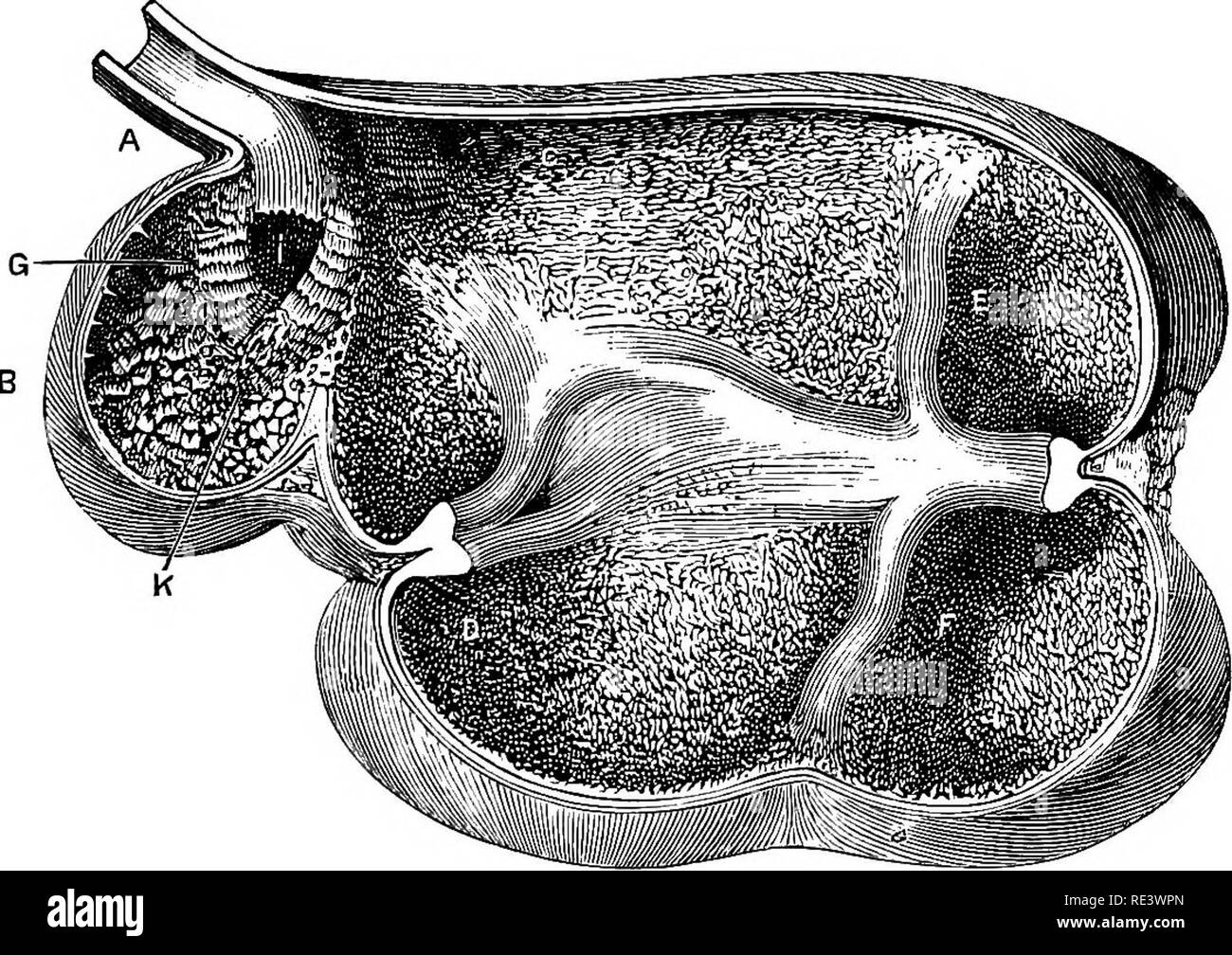 . Die Physiologie der Tiere... Physiologie, Vergleichende ; tierärztliche Physiologie. EUMINATION. 323 Die ersten beiden Mägen ist leicht alkalisch. Tiedemann und Gmelin fand es Säure in Kälber und Colin sagt, sie habe ebenfalls Säure ist, wenn die Verdauung gestört, aus fermentative ändern in der Nahrung vorkommen. Das Essen ließ im Pansen und retikulum wird zu einem langsamen Churning unterzogen, und nicht zu den Aktiven, schleifen Bewegungen, die man einst dachte wurden in trituration und Aufstoßen, Stoffe in den hinteren Beutel der Bauch langsam nach vorne gezwungen in die Stürze Stockfoto