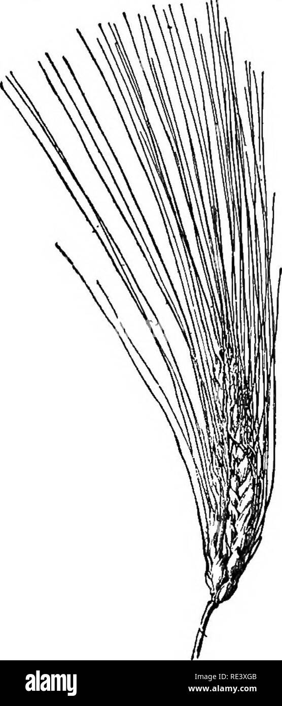 . Landwirtschaftliche Kulturpflanzen; eine praktische Abhandlung über die wachsende Amerikanische Feldfrüchte: Enthält kurze und beliebten Beratung bei der Aussaat, Anbau, Verarbeitung und Vermarktung von landwirtschaftlichen Kulturpflanzen und über die Verwaltung der Ländereien für die größten Renditen. Die Landwirtschaft. 148 landwirtschaftlichen Kulturpflanzen gewöhnlichen Weizen. Sie sind eher hoch; die Blätter sind glatt; die Köpfe schlank, mal kurz, aber kompakt und immer mit sehr langen bärte Bart. Die Körner werden eine weißlich gelb, ziemlich lange und sehr hart. Dieser Weizen mag einen Boden an pflanzlichem reichen und daher eher fruchtbar. Seine Wahl ist für ein heißes, trockenes Klima und Böden Stockfoto