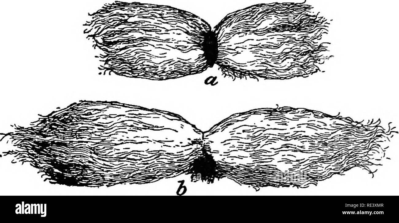 . Landwirtschaftliche Kulturpflanzen; eine praktische Abhandlung über die wachsende Amerikanische Feldfrüchte: Enthält kurze und beliebten Beratung bei der Aussaat, Anbau, Verarbeitung und Vermarktung von landwirtschaftlichen Kulturpflanzen und über die Verwaltung der Ländereien für die größten Renditen. Die Landwirtschaft. Jeder Landwirt eines Züchterrechts 85 Hingabe, der Obstgarten, der Garten und die Blumen Pflanzen gehabt haben. Die gleichen Prinzipien, die für die Zucht gelten Pflanzenzüchtung. Die Keynote der PFLANZENZÜCHTUNG Geduld und Geschick sind in der Züchtung von Pflanzen benötigt. Sie müssen wissen, welche Zeichen sollte weiterentwickelt werden und welche sollten Sup. IMPR Stockfoto