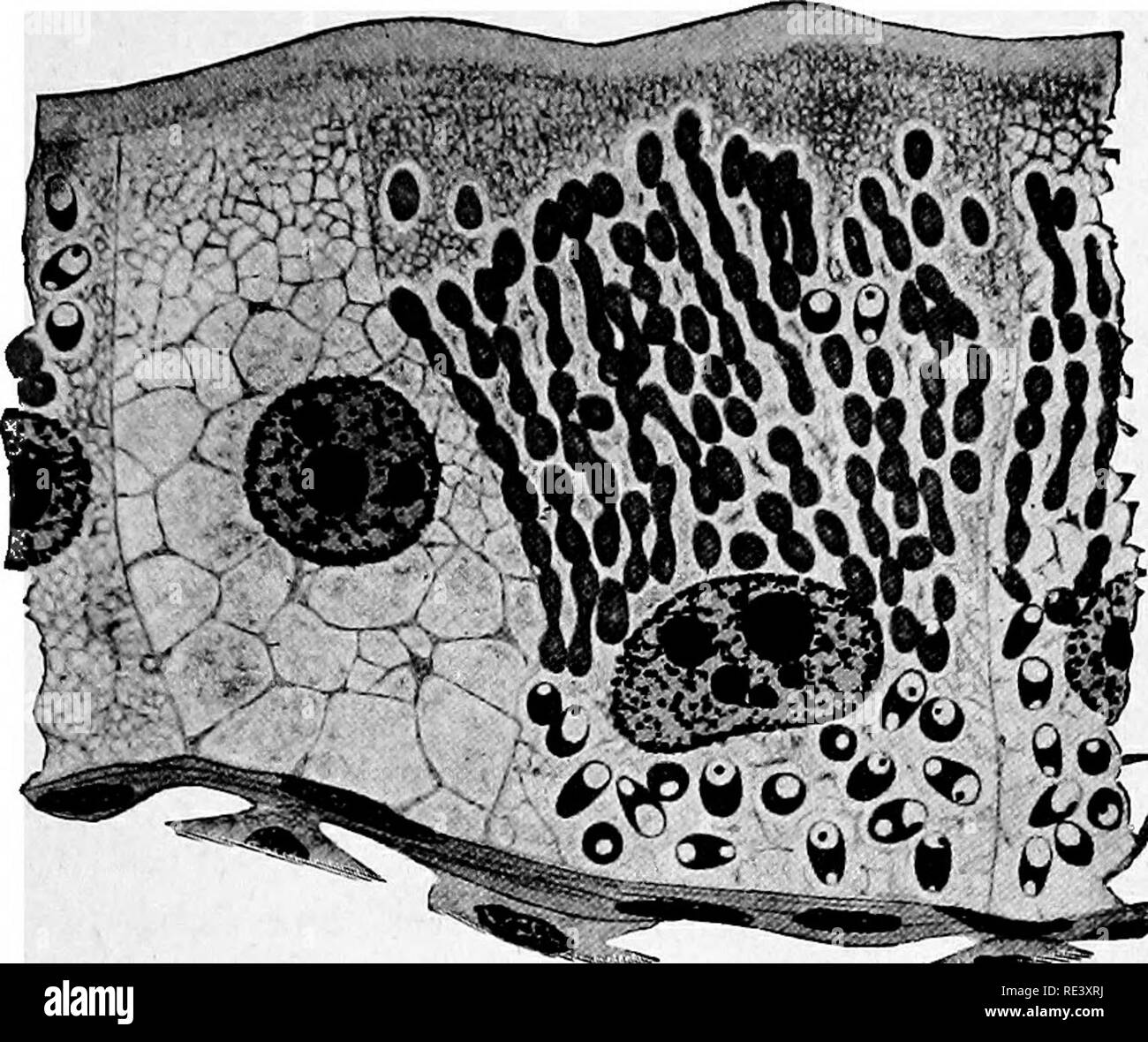 . Pathogene Mikroorganismen. Ein text-Buch der Mikrobiologie für Ärzte und Studenten der Medizin. (Auf Williams' Bakteriologie). Bakteriologie; pathogenen Bakterien. 4SI SPOROZOA Sporen sind wieder hergestellt. P6 Sole ist eine Krankheit, die von größter Bedeutung für die seidenraupe Industrie. Es ist effektiv eingeschränkt. S^Wi^Abb. 215.-- Nosetna bombycis. Abschnitt Darmepithel von silkworfn Übersicht Sporen von Nosema und auch die eigentümliche Multiplikation, die das Wachstum von Schimmel. {Aus Doflein nach Stempell.) (Siehe auch Abb. 83, S. 165.) Durch eine sorgfältige mikroskopische Untersuchung von allen si Stockfoto