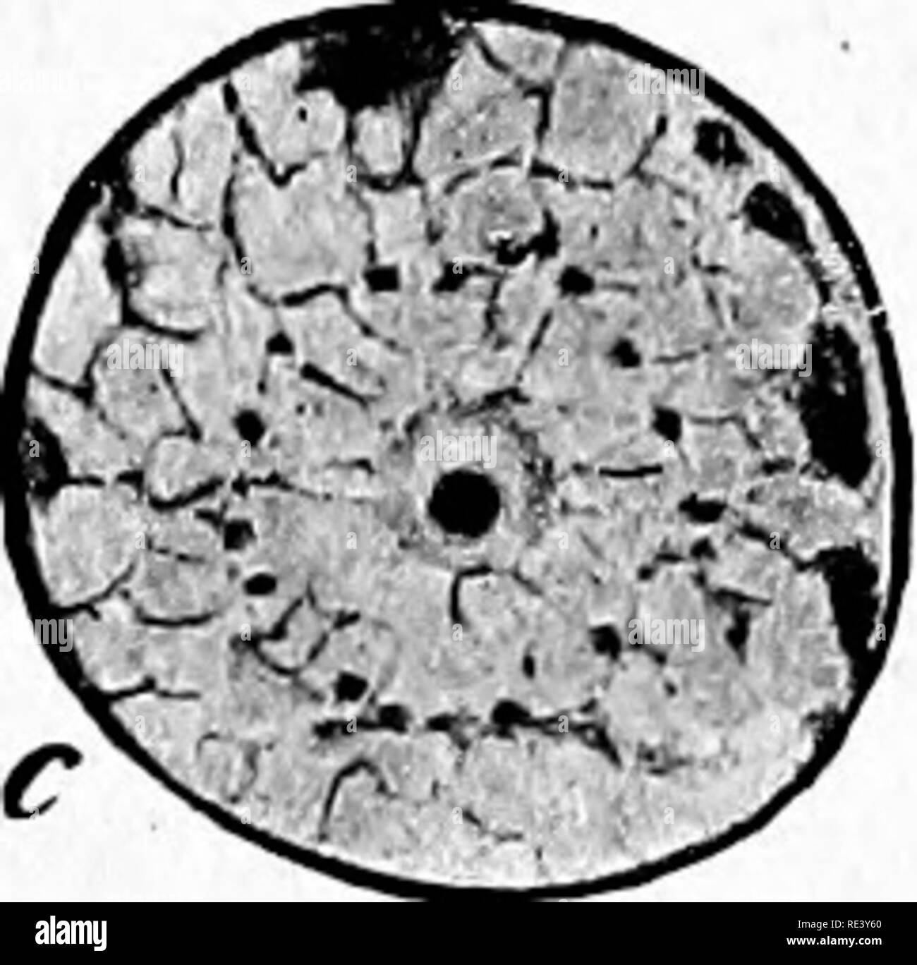 . Pathogene Mikroorganismen. Ein text-Buch der Mikrobiologie für Ärzte und Studenten der Medizin. (Auf Williams' Bakteriologie). Bakteriologie; pathogenen Bakterien. Abb. 183.- Endamoeba dysenteric, ein. Vegetative Zelle mit einer roten Blutzellen (in der Nähe der oberen Ende). X1300.b und C. Zeichnungen von Kernen mit Phasen der so genannten zyklischen Veränderungen. X2600. {Aus Doflein nach Hartmann.) Endamceba dysenterice ist gleichbedeutend mit E.tetragena und E, histolytica. Der Organismus im Darm und in den Schemeln^ von Personen leiden unter amebic Ruhr und sehr selten in. Bitte beachten Sie. Stockfoto