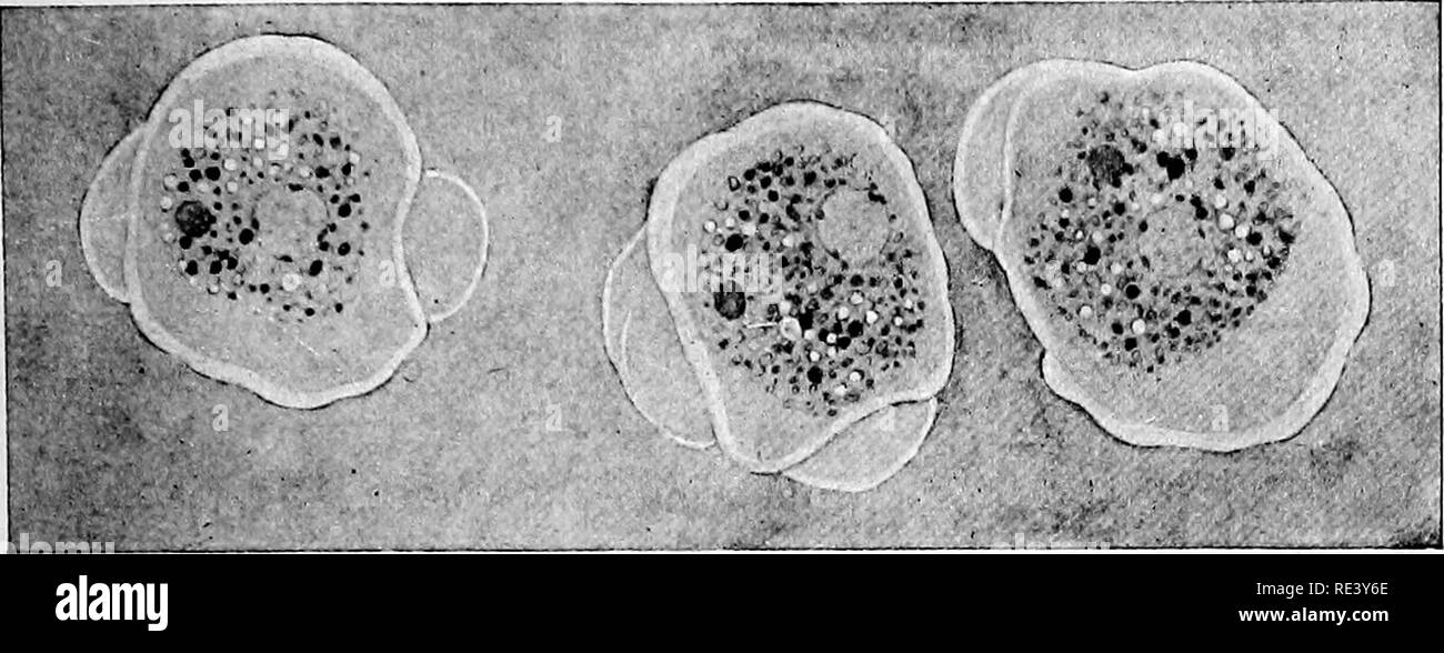 . Pathogene Mikroorganismen. Ein text-Buch der Mikrobiologie für Ärzte und Studenten der Medizin. (Auf Williams' Bakteriologie). Bakteriologie; pathogenen Bakterien. 423 RHIZOPODA Endamoeba Dysenterise. - Es ist offensichtlich, dass die Ruhr Ameba von Loesch 1875 beobachtet wurde, aber eine klare Unterscheidung zwischen den harmlos und die pathogenen Formen der Enterischen amebae. Abb. 182.- Endamcsba dysenterice. Die gleichen Lebens Einzelnen4t kurze Inter gezeichnet - Vals, während man sich bewegt. (Von Doflein' nach Hartmann.) wurde erst 1903 vorgenommen. Es ist noch nicht sicher, ob eine oder mehrere Arten in der dy enthalten sind Stockfoto