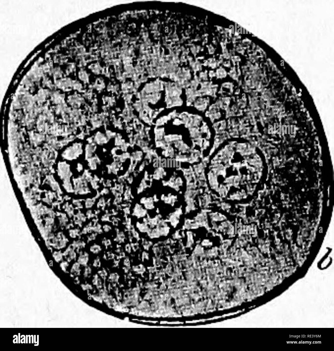 . Pathogene Mikroorganismen. Ein text-Buch der Mikrobiologie für Ärzte und Studenten der Medizin. (Auf Williams' Bakteriologie). Bakteriologie; pathogenen Bakterien. Abb. 181.- Endamoeba coli. a. Kostenlose ameba; 6, reife Zyste mit acht Kernen. Doflein nach Hartmann.) (ab 90 C. c, gewöhnliche Nährbouillon lo c.c. Kulturen sind bei 25°C inkubiert hat Williams^ bei der Beschaffung von Reinkulturen frei von Bakterien ist es gelungen, bei 36 °C durch den Einsatz von Agar mit natürlich steril Gehirn Substanz bestrichen. Endamoeba Coll.--^ Loesch^ 1875 beobachteten amebse im menschlichen Dickdarm in gastro-intestinale distu Stockfoto