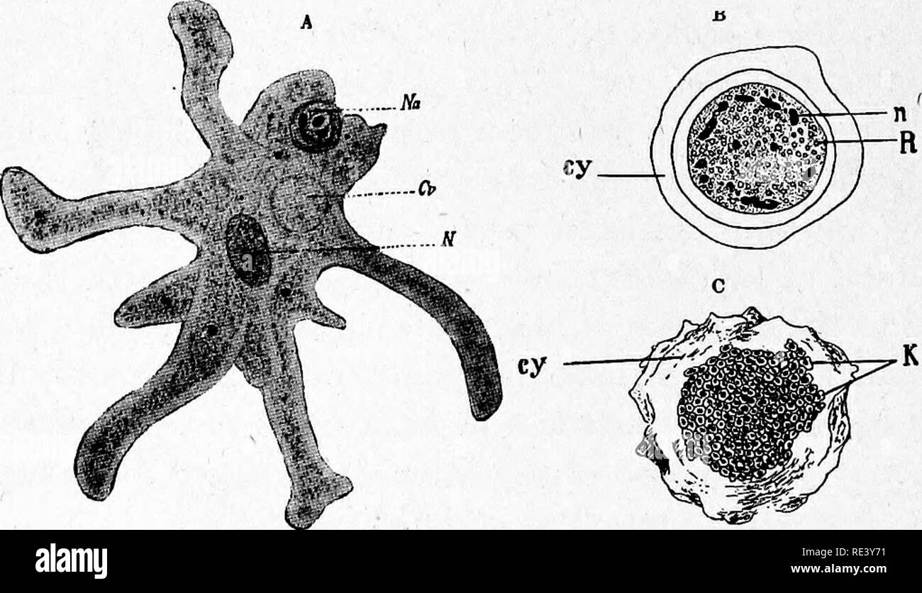 . Pathogene Mikroorganismen. Ein text-Buch der Mikrobiologie für Ärzte und Studenten der Medizin. (Auf Williams' Bakteriologie). Bakteriologie; pathogenen Bakterien. Kapitel XXVIII RHIZOPODA Amoeba Proteus. - Dieses große Saprophytische ameba kann als ein Beispiel für die zahlreichen Arten der Freien betrachtet werden - Leben amebse, die Klassifizierung und Identifizierung von denen immer noch in einem heillosen Durcheinander. Der Organismus ist weit verbreitet in der Hirsch-nant Wasser verteilt und ist leicht im Labor in nicht zu foul Infusionen mit Bakterien und Algen kultiviert. Die Zelle ist 50. Abb. 180,- A, Amoeba Proteus Stockfoto