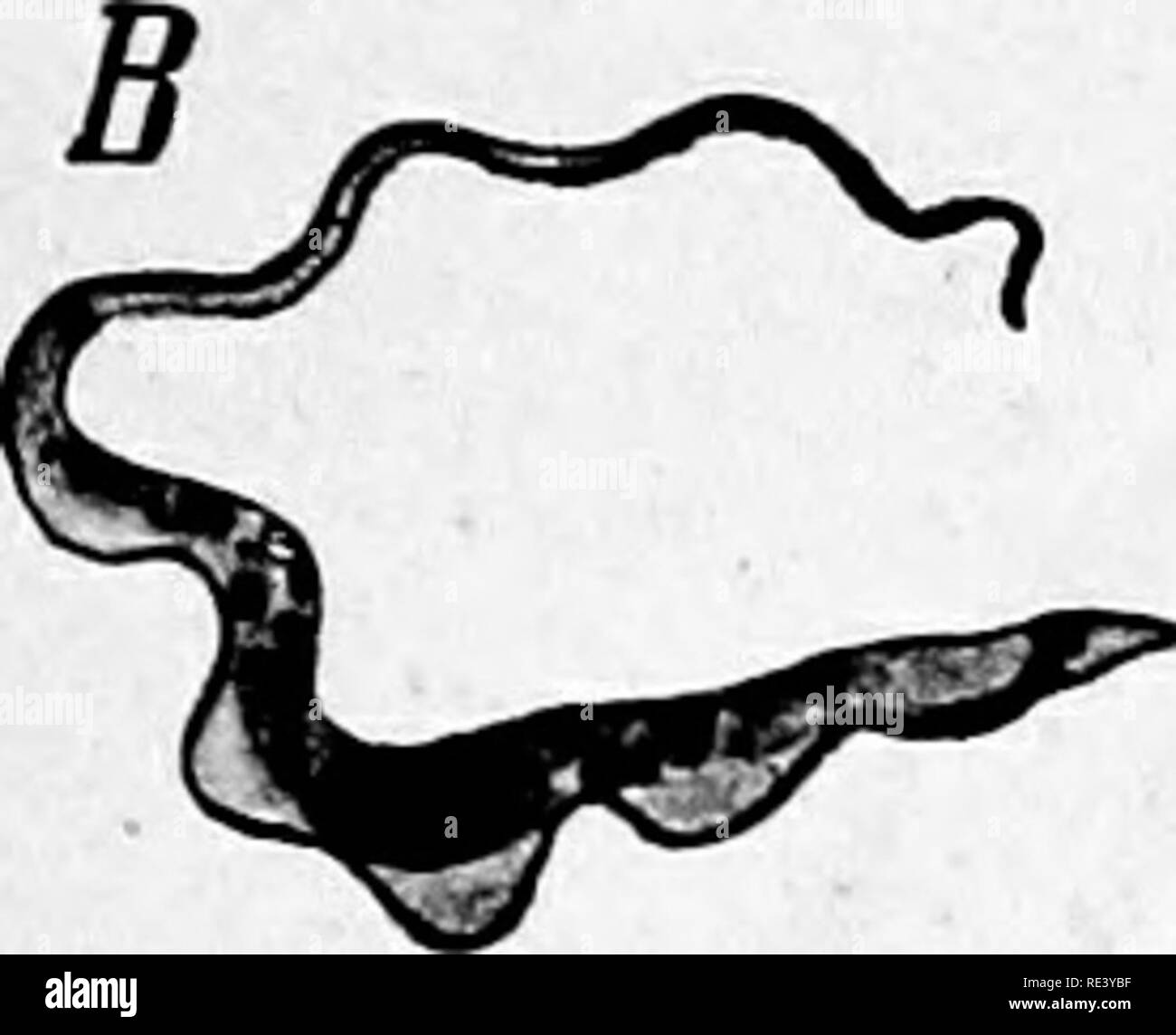 Trypanosoma brucei Fotos und Bildmaterial in hoher Auflösung Alamy