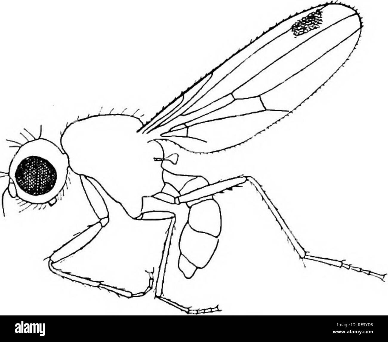 . Entomologie für medizinische Offiziere. Schädlinge und Insekten als Überträger von Krankheiten. Ordnung Diptera: SCHIZOPHORA: Die MUSCOIDEA 147 Blut. Die weibliche Einlagen ihre Eier auf Bienen und Wespen, in dem die larvse Wenn geschlüpft parasitäre geworden. Von einigen Autoren diese Familie ist mit der aschiza enthalten. Familie SepsidcB (Abb. 51) (o-^&gt;/r (y=Fäulnis). Kleine, meist schwarze Fliegen, mit rundem Kopf und eingeengt" Taille." Die Vene oft undeutlich ist, und der Flügel hat gewöhnlich einen dunklen Fleck, oder Flecken, in der Nähe der Spitze. Die Sepsidce sind schnell im Flug, und mit großer Aktivität ausführen; Sie ma Stockfoto