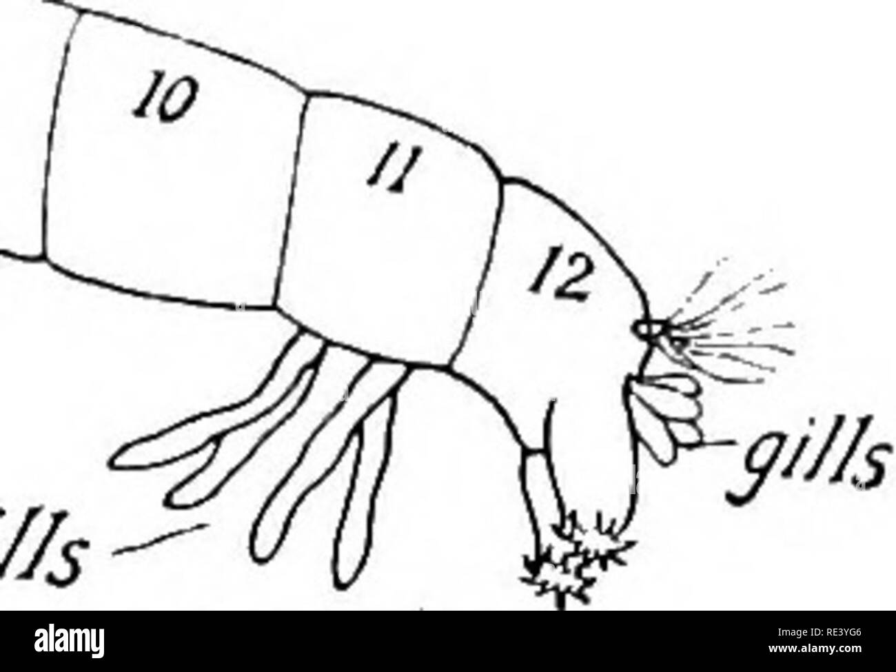. Entomologie für medizinische Offiziere. Schädlinge und Insekten als Überträger von Krankheiten. Blut saugende NEMATOCERA: CHIRONOMID^ 121 3., 4., und 5. in Längsrichtung Venen können alle abgespalten werden. Die Familie ist sehr groß und ist in allen Teilen der Welt und in allen Höhenlagen vertreten, die niemand Arten in Tanzen Schwärme in der Nähe von Wasser. Die larvze sind zumeist aquatischen, aber einige leben in der Sap, die fliesst von kranken Bäumen, und in verwesenden Vegetation. Nur die Weibchen bestimmter Arten der Unterfamilie Ceratopogonince saugen Blut. Die Eier von Chiro 7 tomus sind in Strings oder Klumpen von transp festgelegt Stockfoto