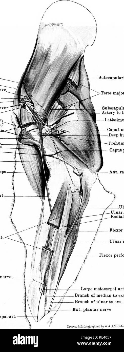 . Die Anatomie des Pferdes, eine Sektion. Pferde. Platte VI N. suprascapularis Art. Bupraspinatua Haltungs- spirale Nerv. Zirkumflex nerv Ulnaris - "Wurzeln des mittleren Nervs axillar Art Nerven zu Bizeps s und Coraco-humeraliaf Coraco-humeralia. Brachial art mittlere Nerv Haltungs- und cutaneoua Ulnaren Art. Bizeps Kunst zu bizeps Post, radial Art. Flexor metacarpi int, Ext. plantare Nerv Kleine metacarpal Art. Subscapularls Tere 8 große Subscapular Art Arterie zu Latissimus dorsi Latiaaimus dorBi Caput magnum - Tief oberarmkopf Art. Prehameral Art. Caput parvum Ant. radial Art.Ulnaris acceeHorius U Stockfoto