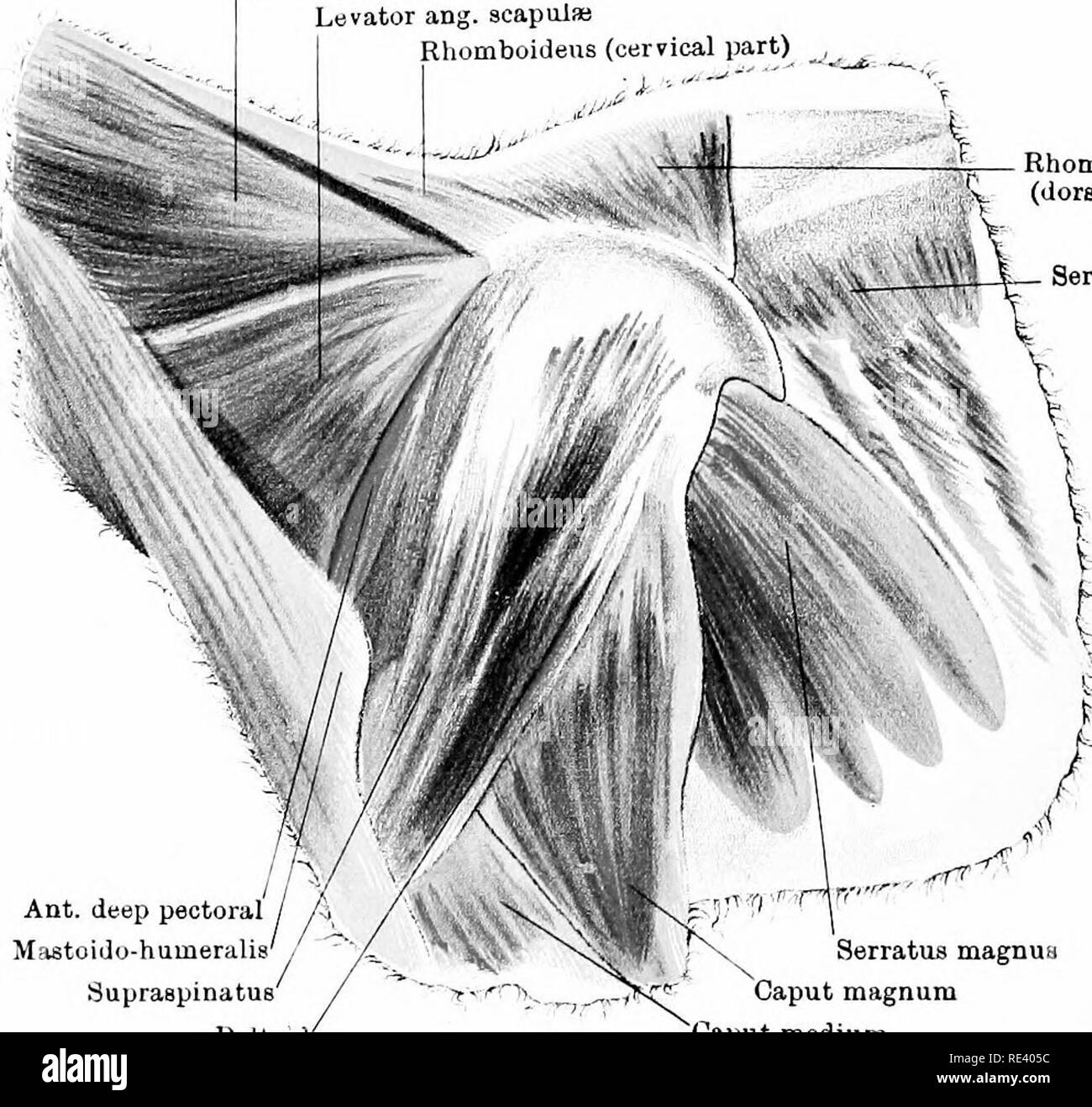 . Die Anatomie des Pferdes, eine Sektion. Pferde. "^Latissimna dorei - Mastoido - humeralie Deltamuskel Caput magnum Caput medium SpleniuB Levator ang. acapulas Rhomboideus (HWS)_^^ Rhomboideus (doraal Teil)^1 ICH y? Ich V-Serratus anticua. Deltamuskel' Serratus magnus Caput magnum Caput medium IffawiiiLTtkc; 5 rf^k - 3] jWiA rJciniidj. m. iimiwa. iainbm Schulter - OcTEB Aspekt. Bitte beachten Sie, dass diese Bilder aus gescannten Seite Bilder, die digital für die Lesbarkeit verbessert haben mögen - Färbung und Aussehen dieser Abbildungen können nicht perfekt die Origina ähneln extrahiert werden Stockfoto