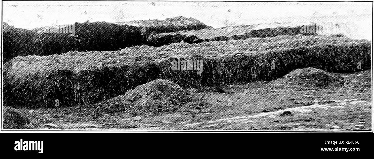 . Gemüse zu zwingen. Zwingen (Pflanzen); Gemüseanbau. 412 pflanzliche zwingen cial Züchter kaufen die übliche Versorgung der Stadt Stallmist, die oft in carlots ausgeliefert. In vielen Fällen ist der Dünger in großen Haufen aus Türen, wie in Abb. 1 gezeigt. 151 und erlaubt zu Fer- ment. Es gibt Vorteile im Halten der Dünger unter Abdeckung wo wird es keinen Verlust von Auslaugen und wo es nicht schnell trocken werden, aber die Einwände der Kompostierung zu öffnen sind nicht seriös. Bestimmte wesentliche chemische Änderungen während der Gärung, die auch materiell der phys ändern Stockfoto