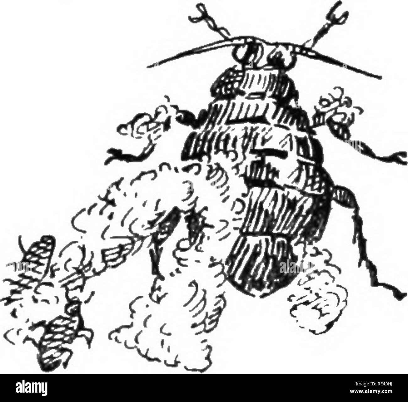 . Rationale Obst Kultur. Obst - Kultur. 64 rationale OBST KULTUR, von Wespen und Vögel. Ein weiteres ernsthaftes kostenlos gegen sie gebracht worden -, dass Sie aphides im Winter neigen, und Sie von Ort zu Ort zu tragen. Da sie sehr gern Der klebrige Flüssigkeit abgesondert von der aphides, es ist möglich. Sicherlich, sie in der Regel im Überfluss, wo Letztere sind zahlreich, und sie sind nicht geeignet, Probleme zu verursachen, wenn die aphides abgeräumt werden. Sirup, Arsen, ist manchmal für das Vergiften Sie empfohlen, aber etwas von dieser Art ist sehr gefährlich, in einem Garten. Die einzige wirklich wirksame Stockfoto