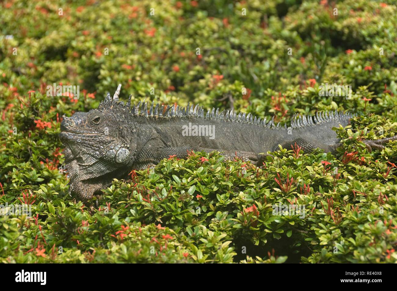 Grüner Leguan (Iguana iguana), Park Seminario oder Bolivar, Guayaquil, Provinz Guayas, Ecuador, Südamerika Stockfoto