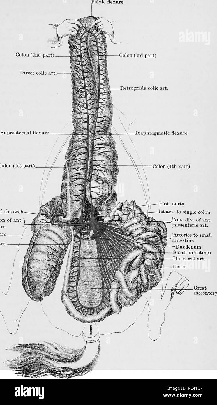 . Die Anatomie des Pferdes, eine Sektion. Pferde. Platte XLI Colon (2. Teil) direkte koliken Kunst Suprasternalen flexun Doppelpunkt (Ist ein Teil) Art. Der Bogen rechts Abteilung von Ant A. mesenterica Sup. Art. Csecum csecal Art. Pobt Aorta-lat Kunst zu einzelnen Doppelpunkt/Ant. Div. Ant. "Pnnted ijyi! cA, K., Johi] "ioii EdinVurgh tlondon Arterie [ChMuvmu]. Bitte beachten Sie, dass diese Bilder sind von der gescannten Seite Bilder, die digital für die Lesbarkeit verbessert haben mögen - Färbung und Aussehen dieser Abbildungen können nicht perfekt dem Original ähneln. extrahiert. McFadyean, John, Sir, 1853 -. Edinburgh Stockfoto