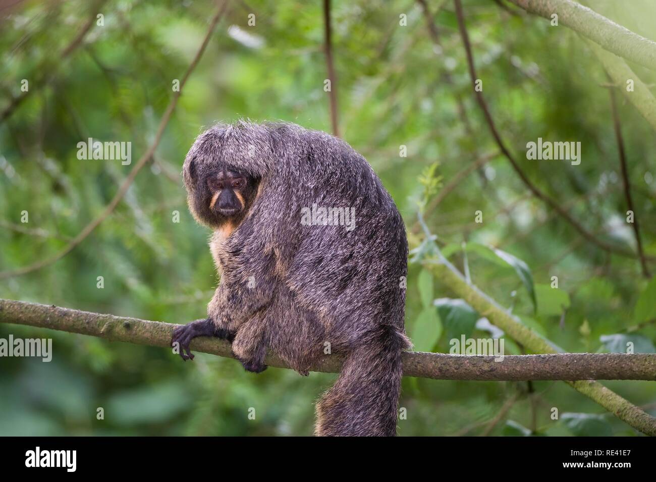 White-faced Saki auch bekannt als der guyanischen Saki oder Golden-faced Saki (Pithecia Pithecia) Stockfoto