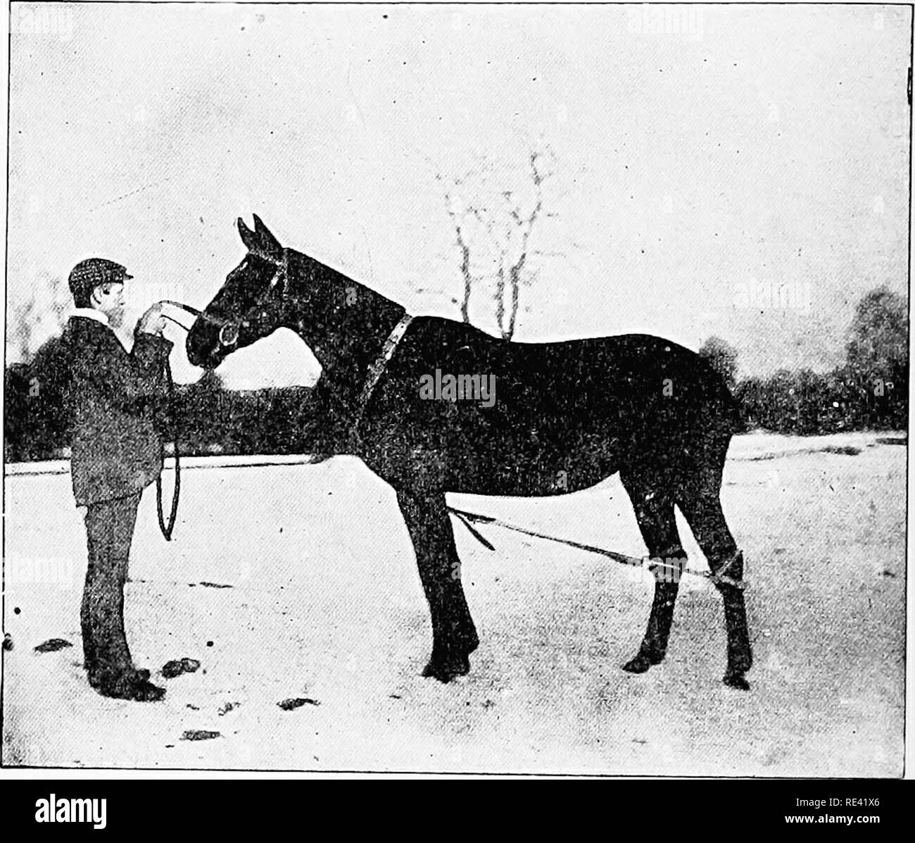 Besamung pferd -Fotos und -Bildmaterial in hoher Auflsung  Alamy