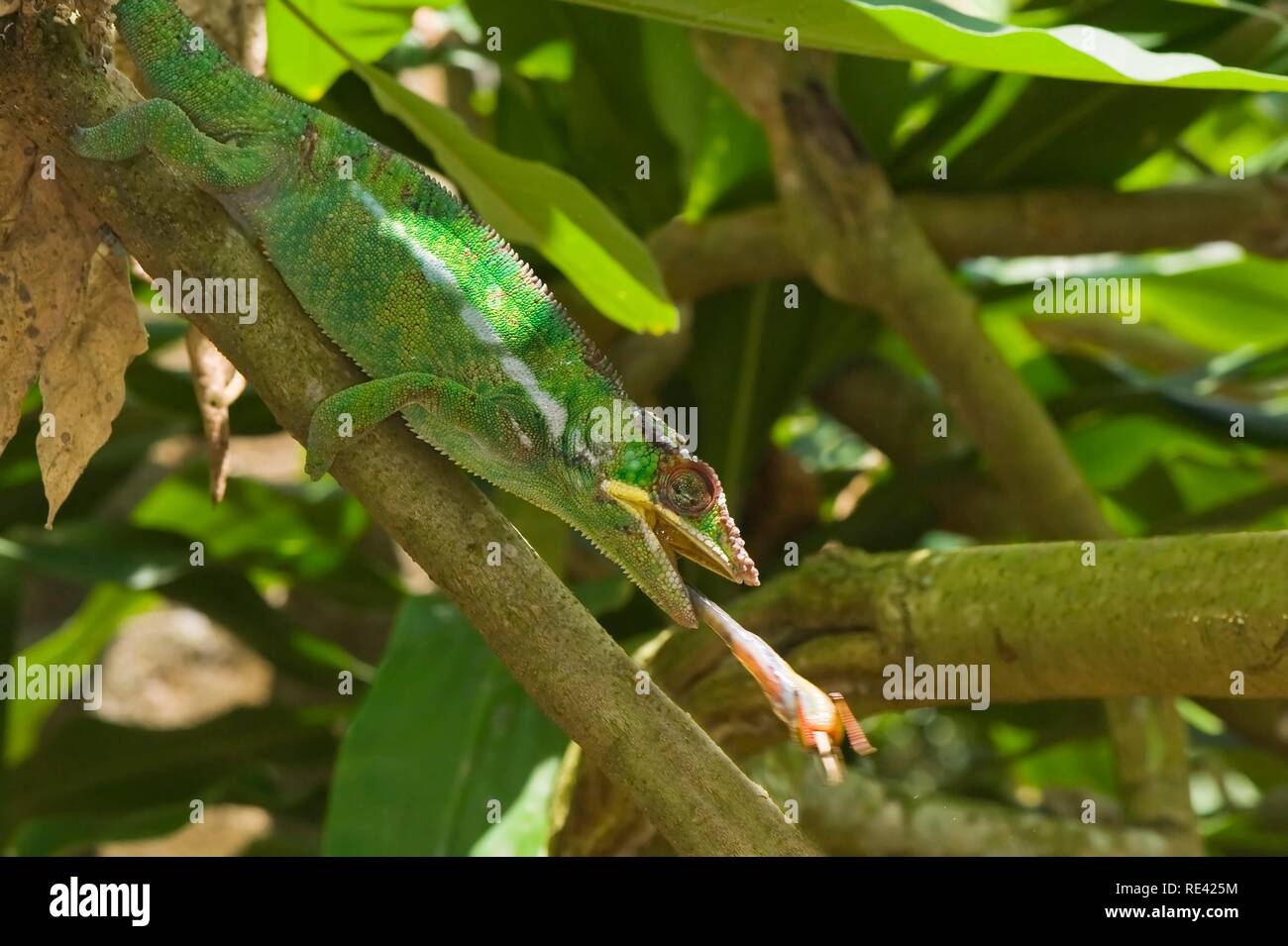 Panther chameleon (Furcifer pardalis) Fang ein Insekt, Madagaskar, Afrika Stockfoto