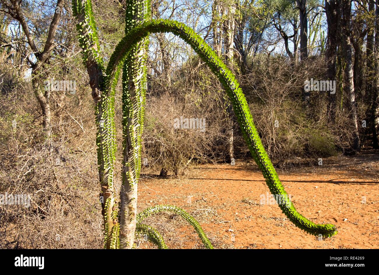 Octopus Baum (Didiera madagascariensis), Stacheligen Wald, Berenty, Madagaskar, Afrika Stockfoto
