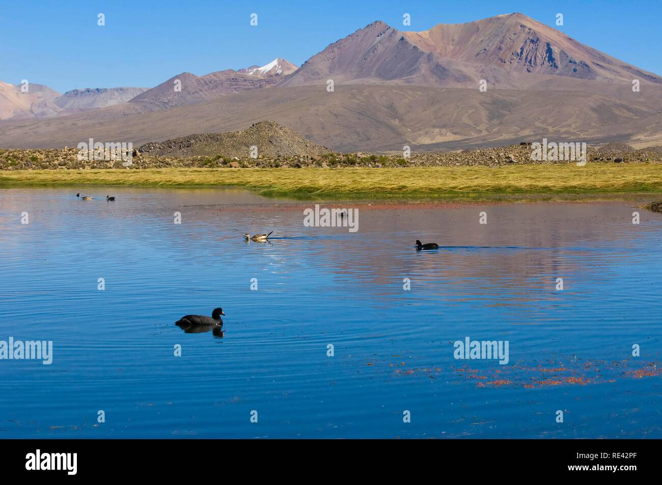 Andean Lake, riesige Blässhühner (Fulica gigantea) und Enten, Lauca Nationalpark, Arica und Parinacote Region, Chile, Südamerika Stockfoto