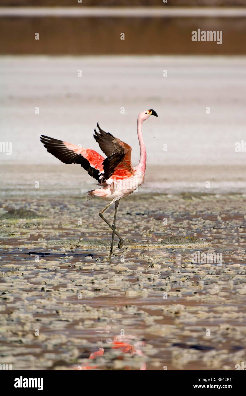 Anden Flamingo (Phoenicopterus andinus), Laguna Hedionda, Potosi, Bolivien, Südamerika Stockfoto
