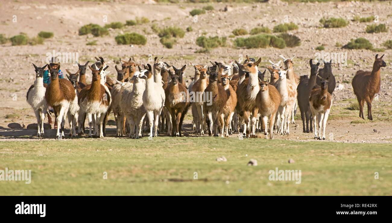 Bolivianischen Frau hüten Lamas (Lama glama), San Juan, Potosi, Bolivien, Südamerika Stockfoto
