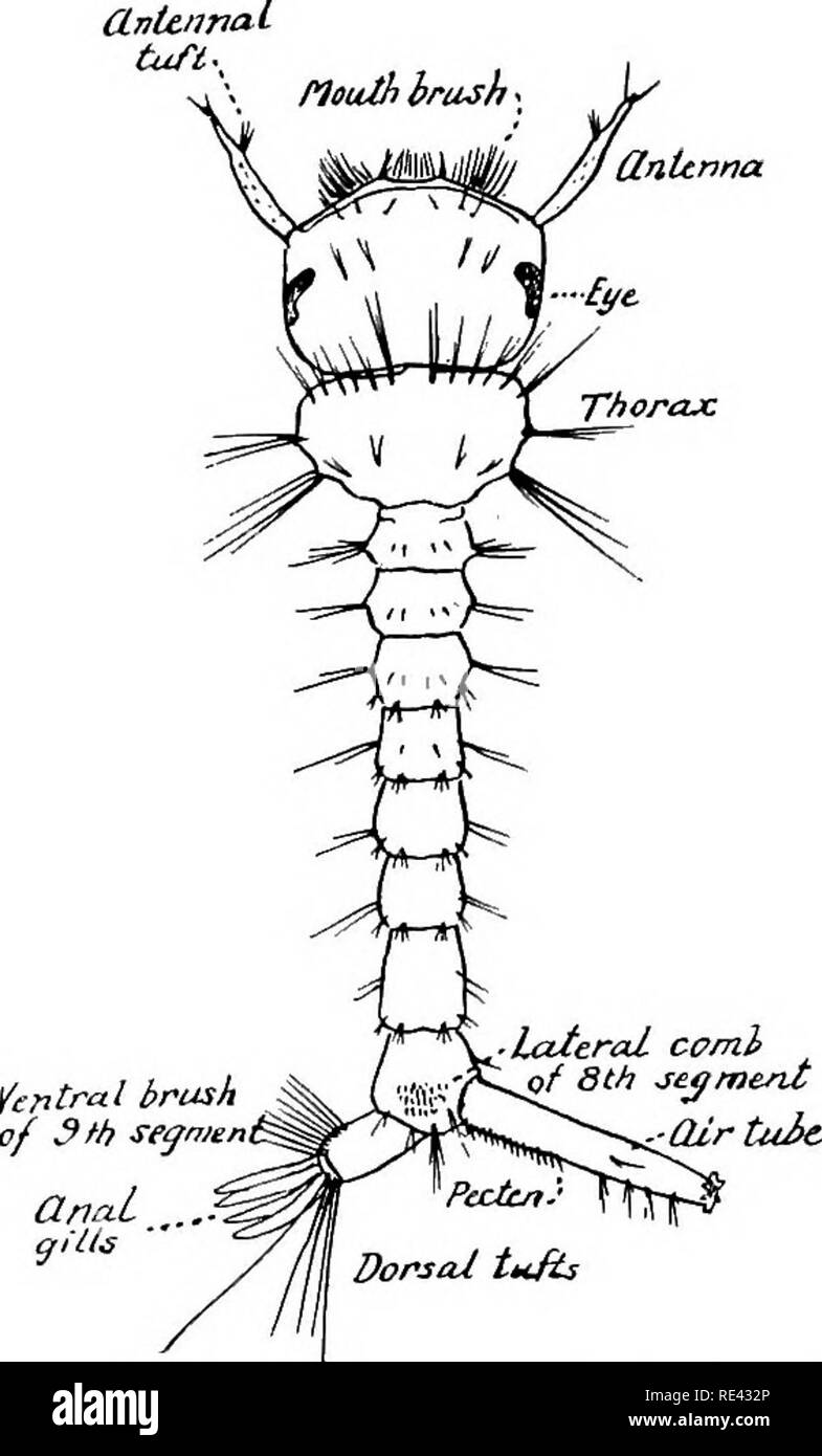 . Handbuch der medizinischen Entomologie. Schädlinge und Insekten als Überträger von Krankheiten; Medizinische Parasitologie. CulicidcB oder Moskitos 99 UnUnna weiblich. Das charakteristischste Merkmal ist, dass die Margen der Flügel und in den meisten Fällen die Flügel Adern besitzen einen Rand der Skala 4 ike Haare. Diese können auch teilweise oder vollständig, der Kopf, Thorax, Bauch und Beine. Die Weibchen nur, saugen Blut. Wegen der Bedeutung der Gruppe in diesem Land und die Erwünschtheit der Kursteilnehmer in der Lage sein, Material in verschiedenen Stadien zu ermitteln, zeigen wir in der begleitenden Zahlen die Zeichen am häufigsten verwendete ich Stockfoto