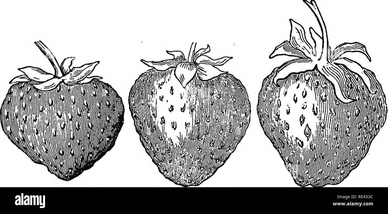 . Die Gärten, Geflügel, und Bienen; umarmen. Gartenarbeit ; Geflügel ; Bienen. Die Küche - GAEDKN. 35 Boden, obwohl sandigen Böden gut tun, wenn eine reiche Mischung von Ani-mal Mist gemacht - wie Knochen, Innereien, etc., und verfallene Blätter, alte Mörtel, und Gerber "Abfall. Passiert es oft, dass die staminates haben zu zahlreich geworden. Diese werden leicht erkannt, wie sie blühen etwa vier oder fünf Tage früher als die pistillates, und kann dann gezogen werden.. Schwarz PBIiroE, BUBB S NEUE KIEFER. HOVBY "9. KEIMPFLANZE.. Bitte beachten Sie, dass diese Bilder aus gescannten Seite Bilder, die digital zum Lesen erhöht worden sein können extrahiert werden Stockfoto