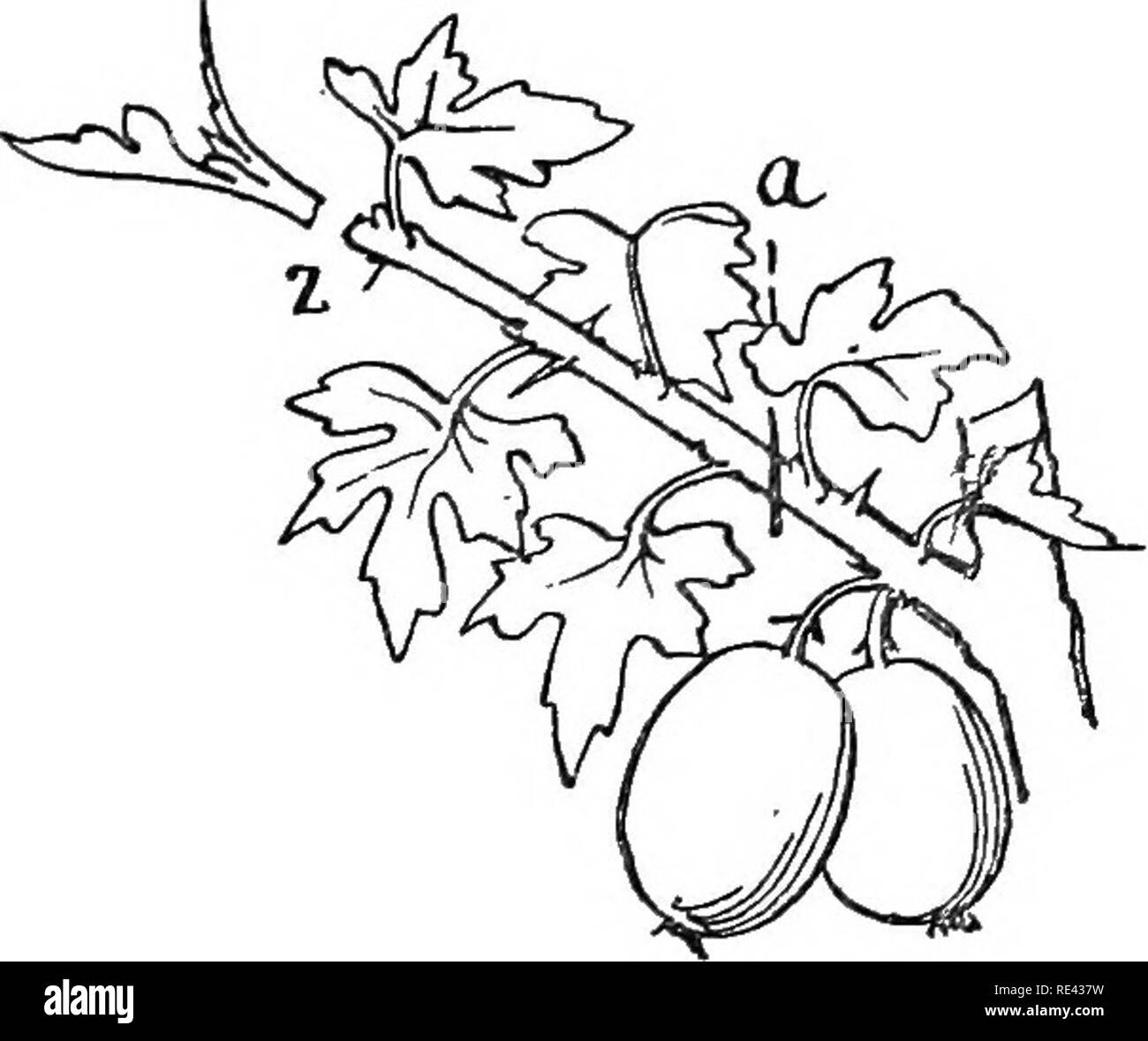 . Der Obstgarten. Obst - Kultur; Obstbäume. Die STACHELBEERE 73 DIE BESTEN STACHELBEEREN wir gedacht haben, es zu teilen Sie diese am Besten in twro Klassen. Der erste Abschnitt enthält jene mit kleinen Beeren, die für ihre hervorragenden Geschmack geschätzt werden; und der zweite Abschnitt umfasst die große, gut aussehenden Beeren allgemein genannt Lancashire Preis Stachelbeeren, die sich hervorragend zum Nachtisch, wenn zur richtigen Zeit versammelt, in der Regel aber fehlt Ihnen die verschiedenen Reiche, süsse Geschmack der kleinere Früchte. Beide können zum Kochen verwendet werden, und durch das Verdünnen der. Bitte beachten Sie, dass diese Bilder sind e Stockfoto