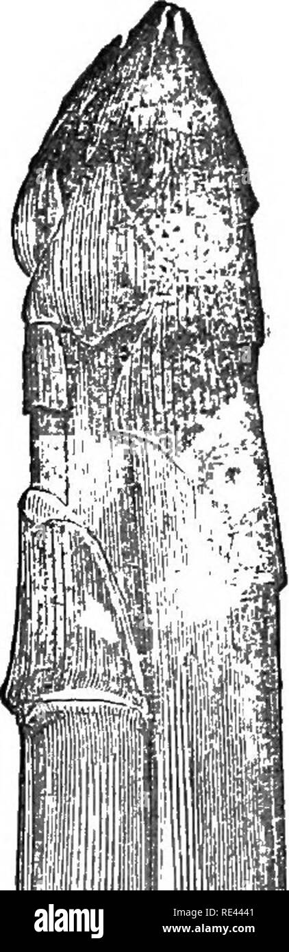 . Spargel Kultur: Die besten Methoden in England und Frankreich tätig. Spargel. 84 ASPAEAGTTS CULTTIEB..Iif in m{iniiinii) | Muster Asjpara^ uns an Ounton Gabel Stirnrunzeln. (Kp von Schießen.) teresting. Wir würden reoommend sein, die versuchen, die frühen und späten Sorten, so dass mucli in die Gunst der Argenteuil Züchter, und deren relativen Wert testen in England. Hinsichtlich der Blanchieren, Es kann angemerkt werden, dass es nur eine Frage der Grad zwischen der englischen und der französischen Landwirte. Alle guten Spargel, dass wir entweder in Paris oder London Märkten gesehen wird, blanchiert, die besten englischen Markt Winzer "Pr Stockfoto