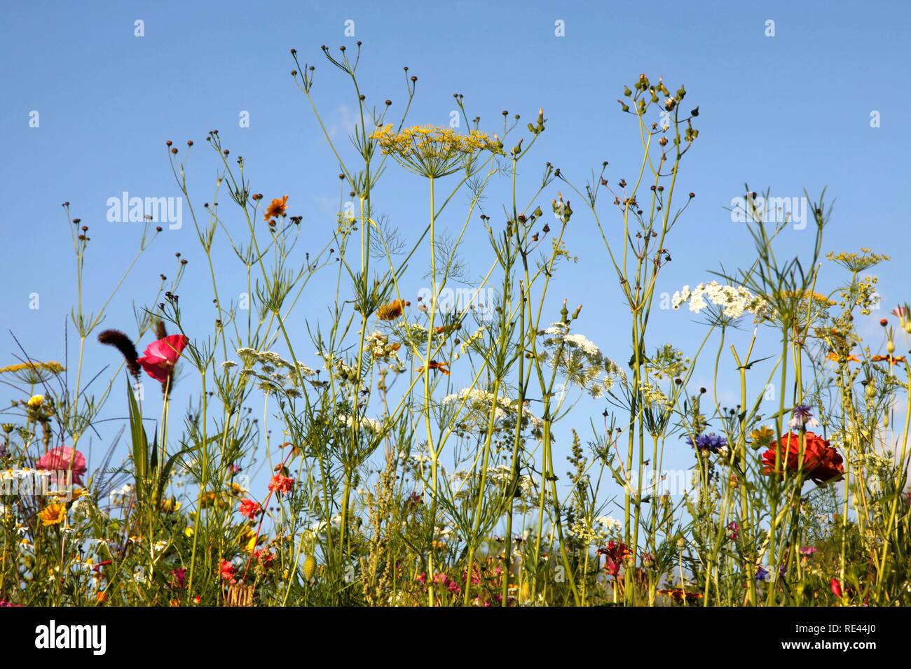 Wiese mit vielen wilden Blumen in voller Blüte Stockfoto