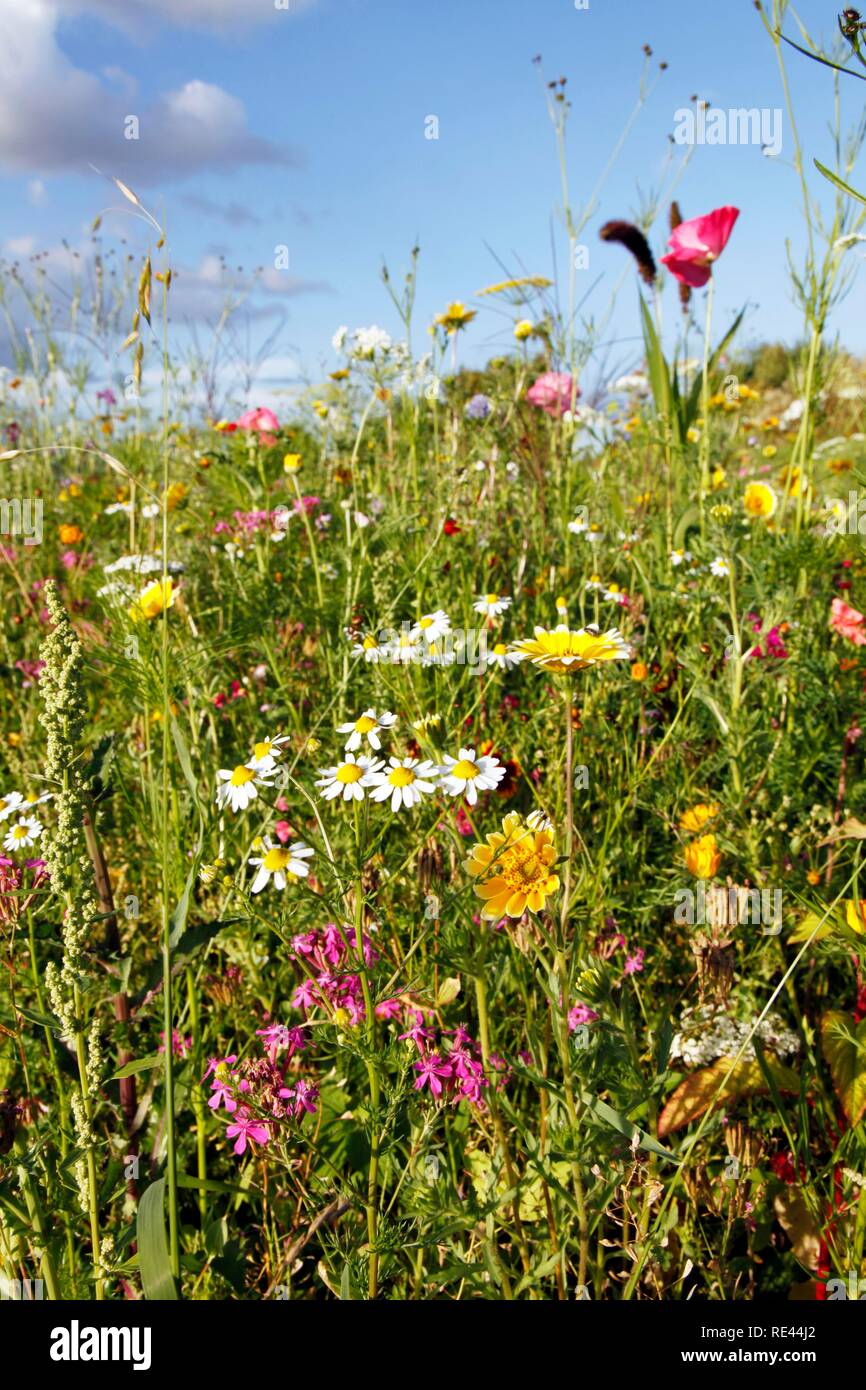 Wiese mit vielen wilden Blumen in voller Blüte Stockfoto