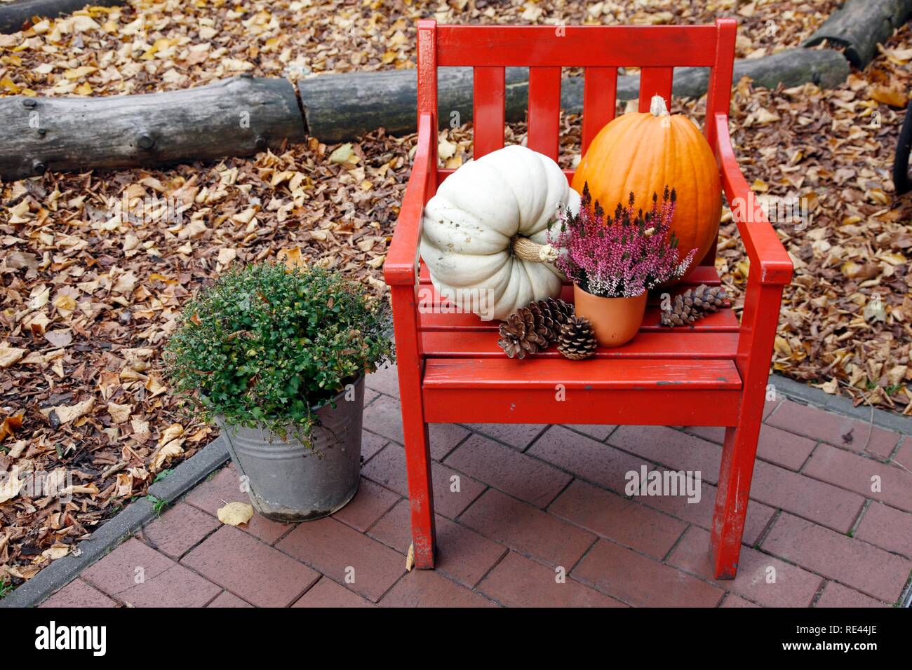 Herbst Dekoration mit Kürbissen, Tannenzapfen und Pflanzen auf einem roten  Stuhl in einem Garten Stockfotografie - Alamy