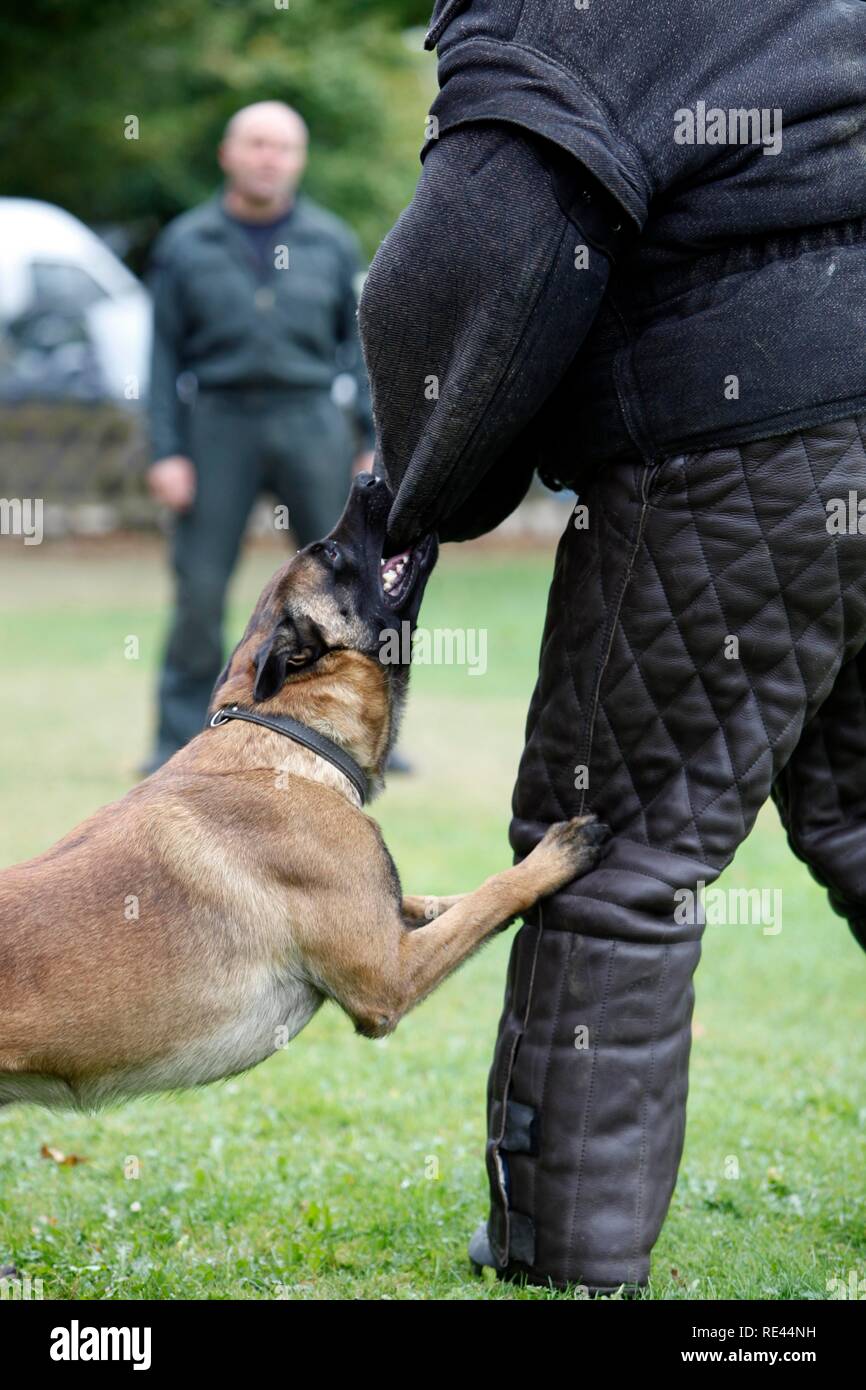 Polizei Hund während der Ausbildung auf einem Übungsplatz Stockfoto