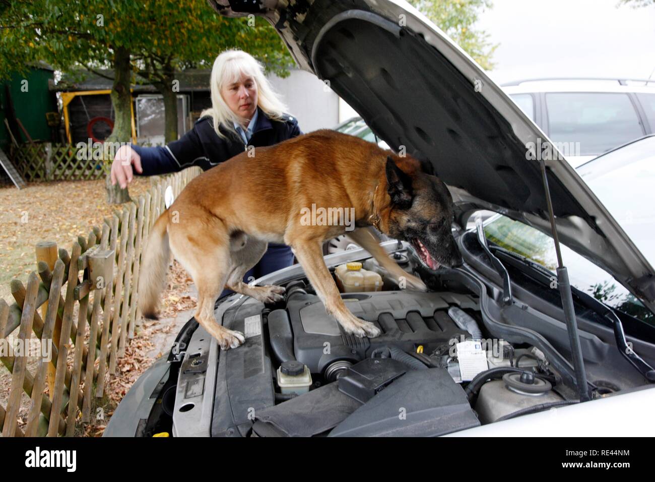 Polizei sniffer Hund trainiert, auf der Suche nach Drogen in einem Fahrzeug Stockfoto