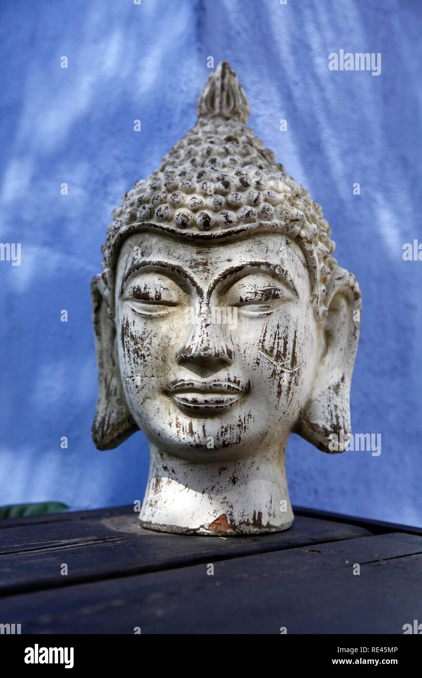 Buddha Kopf, Gips Kopf als Dekoration in einem Garten Stockfoto