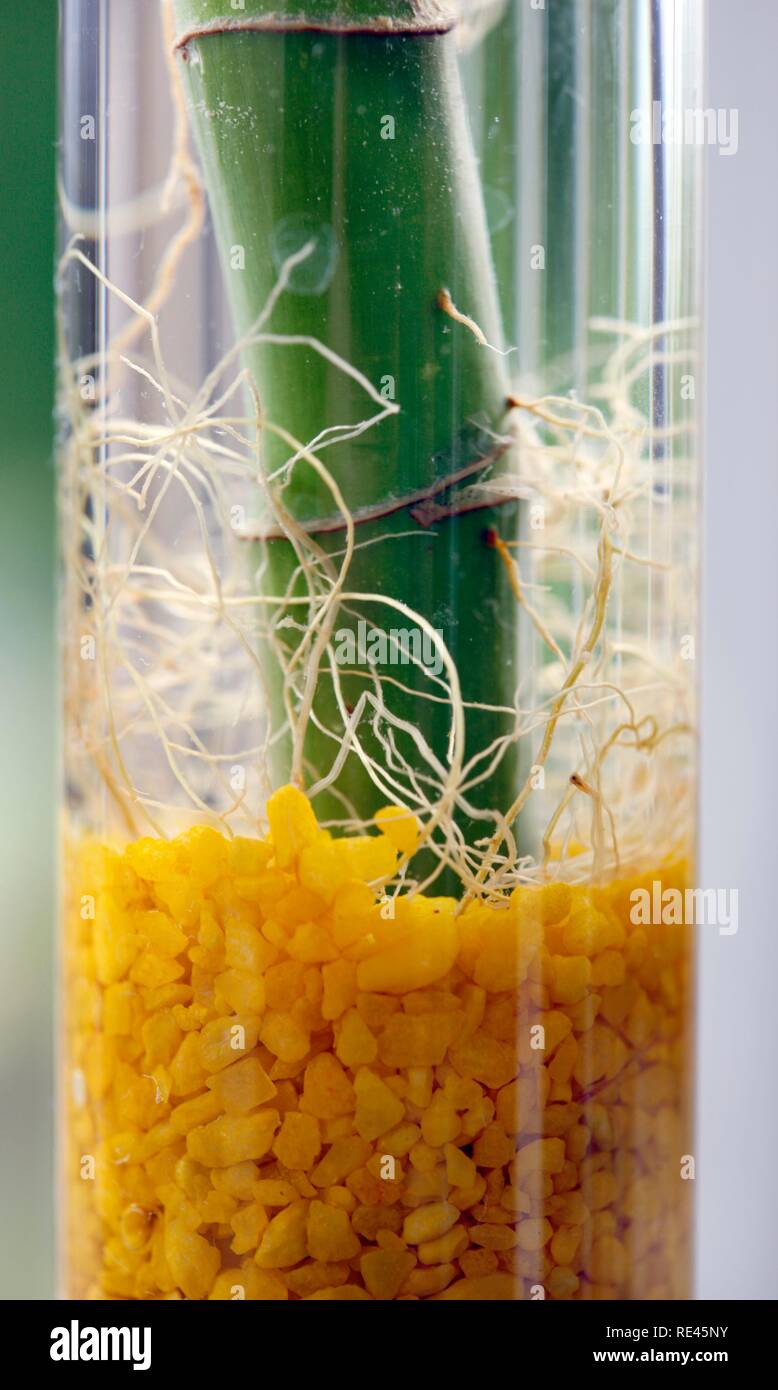 Bamboo roots -Fotos und -Bildmaterial in hoher Auflsung  Alamy