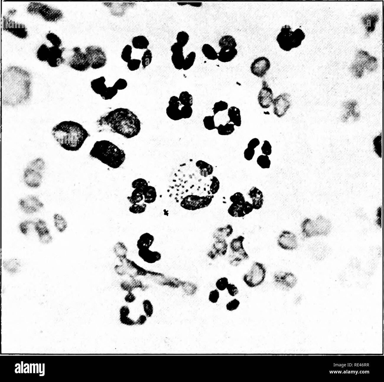 . Ein Lehrbuch der Bakteriologie; eine praktische Abhandlung für