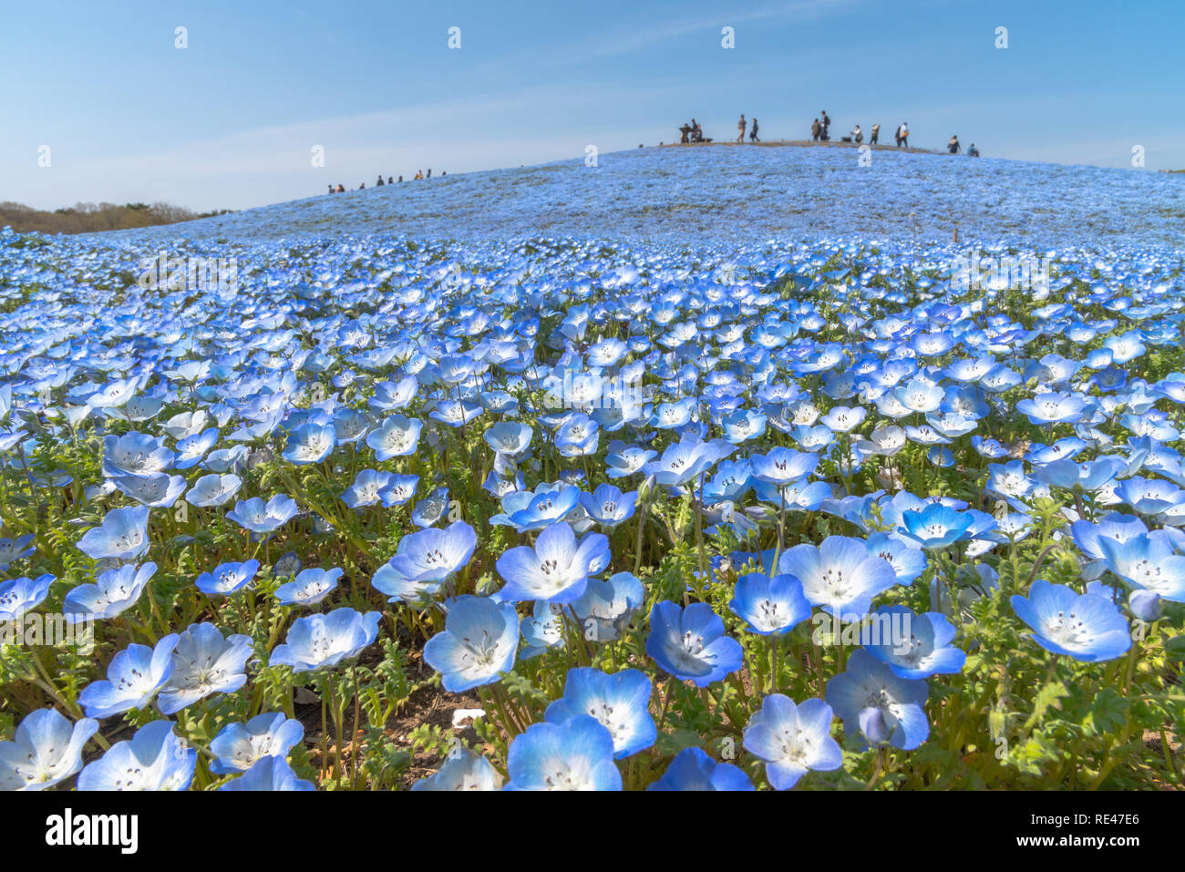 Nemophila (Baby blaue Augen Blumen) Blüte Feld, blaue Blume Teppich Stockfoto