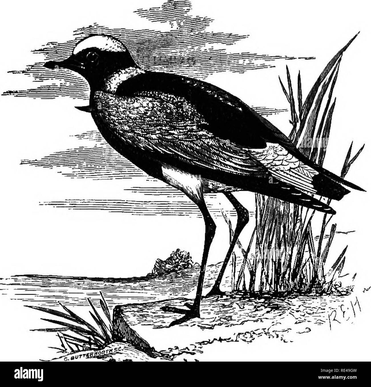 . Die geografische Verteilung der Familie Charadriidae, oder, der Regenpfeifer, Strandläufer, Schnepfen, und ihre Verbündeten. Ufer Vögel. VANELLUS. 221. VANELLUS SPECIOSUS. BLACK-backed KIEBITZ. Vanellus halluce nullo: calcaribus magnis: tarso rostroque nigris: tectricibus Omnibus cinereis. Die Diagnose. Keine lokalen Rennen dieser Art bekannt sind. Variationen. Charadrius speciosus, Wagler, seine, 1829^ s. 649. Pluvianus armatus, Jar speisen 3f Selby, III. Orn. Ich. pi. 54 (1835). Charadrius albiceps, Temminck, PL Col.-Nr. 526 (1832). Hoplopterus speciosus {Waaler), ") XT1 X X X X X X X/T J8 cr7 ein Grau, Gattungen der Stockfoto