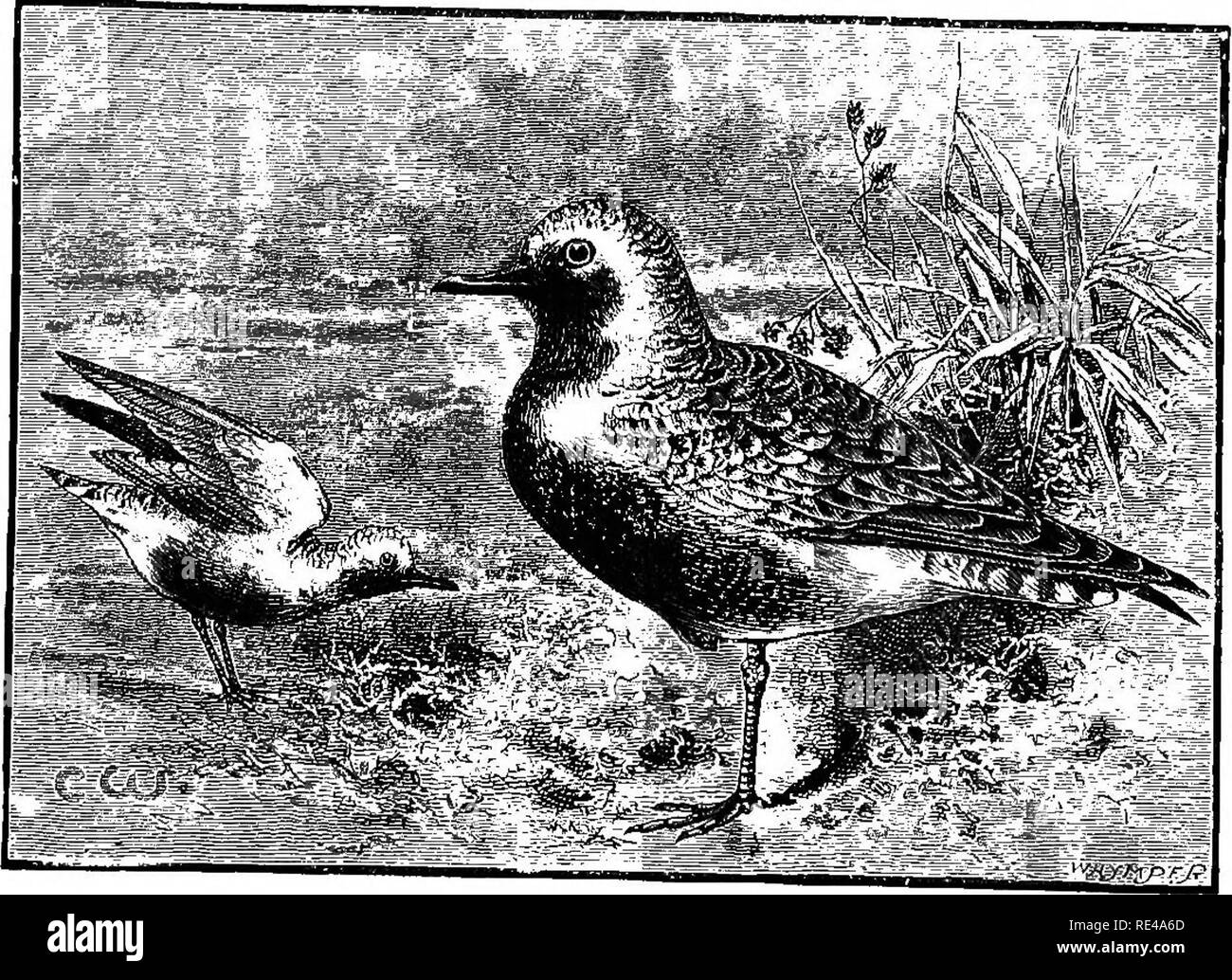 . Die geografische Verteilung der Familie Charadriidae, oder, der Regenpfeifer, Strandläufer, Schnepfen, und ihre Verbündeten. Ufer Vögel. Affinität^ Schließen"^'^'^'^'^i^s und saisonale Veränderungen des Federkleides der Grev Plover unterscheidet sich kaum von "en Bo'vt. ^j! ^: "^"^^"^^. 7''^^"^^^^^^^^^^^^^^ "f^^s Junge m nach unten, sowie junge m erste Gefieder, seine nahe Beziehung erweist sich diese Vögel.. Bitte beachten Sie, dass diese Bilder extrahiert werden aus der gescannten Seite Bilder, die digital haben für die Lesbarkeit verbessert - Färbung und Aussehen dieser Abbildungen können nicht perfec Stockfoto