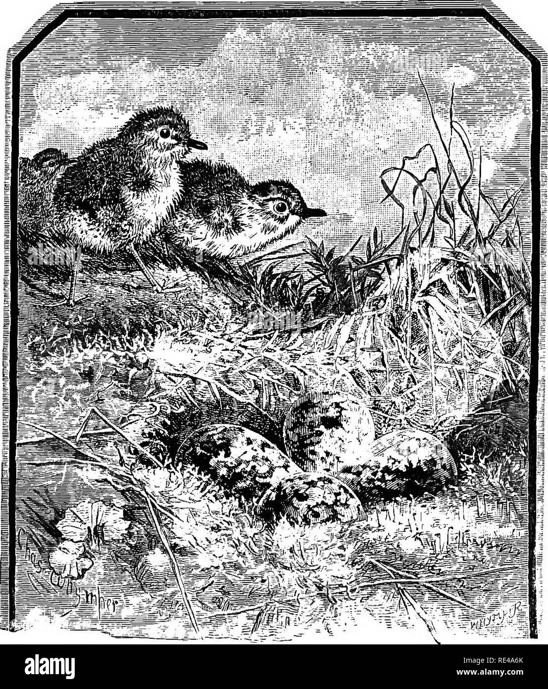 . Die geografische Verteilung der Familie Charadriidae, oder, der Regenpfeifer, Strandläufer, Schnepfen, und ihre Verbündeten. Ufer Vögel. 104 CHAEADRIUS. die Bermudas pass auf Migration (Reid, Zoologe, 1877, S. 474), im Winter in der Karibik und in einigen Teilen von Südamerika bis Peru und Brasilien. Affinität^ Schließen"^'^'^'^'^i^s und saisonale Veränderungen des Federkleides der Grev Plover unterscheidet sich kaum von "en Bo'vt. ^j! ^: "^"^^"^^. 7''^^"^^^^^^^^^^^^^^ "f^^s Junge m nach unten, sowie junge m erste Gefieder, seine nahe Beziehung erweist sich diese Vögel.. Bitte Stockfoto