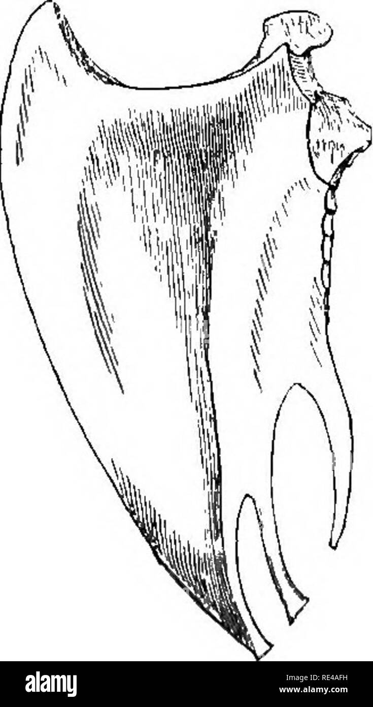 . Die geografische Verteilung der Familie Charadriidae, oder, der Regenpfeifer, Strandläufer, Schnepfen, und ihre Verbündeten. Ufer Vögel. SCOLOPAX XXVlll SCOLOPAX ScOLOPAX ScOLOPAX ScOLOPAX SCOLOPAX SYSTEMATISCHE INDEX. Seite Abschnitt B, rectricum Tribus lateralibus nicht fasciatis. iMPERiALiSj rnagn magnitudine^ (alse ca. T 50 Millim.) 491 parvS AUCKLANDiCA, Magnitudine, (alfe ca. 100 Millim.) 472 Untergattung D, pileo fasciato nicht striato: rectricibus duodecim quarum apices subtus colore argenteo sunt. RUSTicoLAj priraariaram pogoniis internis fasciatis: pectoris pennis Omnibus fasciatis 502 MiNOKj primari Stockfoto