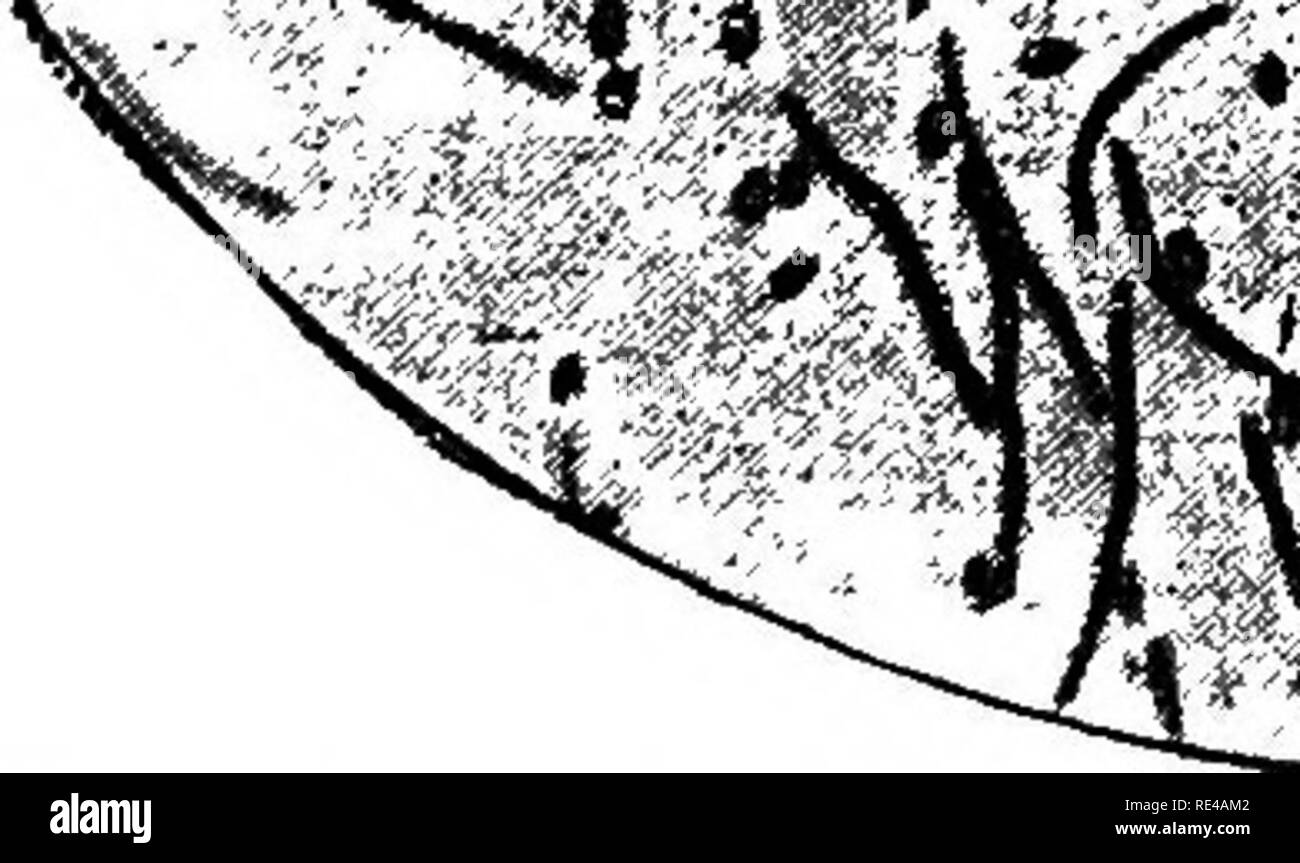 . Bakterien und ihre Produkte. Bakteriologie. Foto Aufnahme von