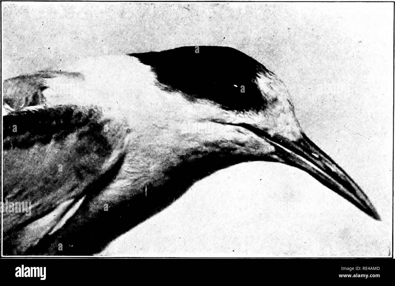 . Der Vogel, ihre Form und Funktion. Vögel. Schnäbel und Wechsel 231 und Schwarz Schaumlöffel. Außer in ihren Rechnungen diese Vögel sind fast identisch in der Struktur, aber die Rechnung trägt. Abb. Hi!), - Wechsel Tern.. Bitte beachten Sie, dass diese Bilder sind von der gescannten Seite Bilder, die digital für die Lesbarkeit verbessert haben mögen - Färbung und Aussehen dieser Abbildungen können nicht perfekt dem Original ähneln. extrahiert. Beebe, William, 1877-1962. New York, Holt Stockfoto . Der Vogel, ihre Form und Funktion. Vögel. Schnäbel und Wechsel 231 und Schwarz Schaumlöffel. Außer in ihren Rechnungen diese Vögel sind fast identisch in der Struktur, aber die Rechnung trägt. Abb. Hi!), - Wechsel Tern.. Bitte beachten Sie, dass diese Bilder sind von der gescannten Seite Bilder, die digital für die Lesbarkeit verbessert haben mögen - Färbung und Aussehen dieser Abbildungen können nicht perfekt dem Original ähneln. extrahiert. Beebe, William, 1877-1962. New York, Holt Stockfoto