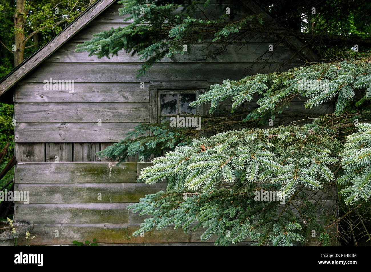 Blue Spruce Pine Tree und alte verwitterte Hütte im Wald Stockfoto