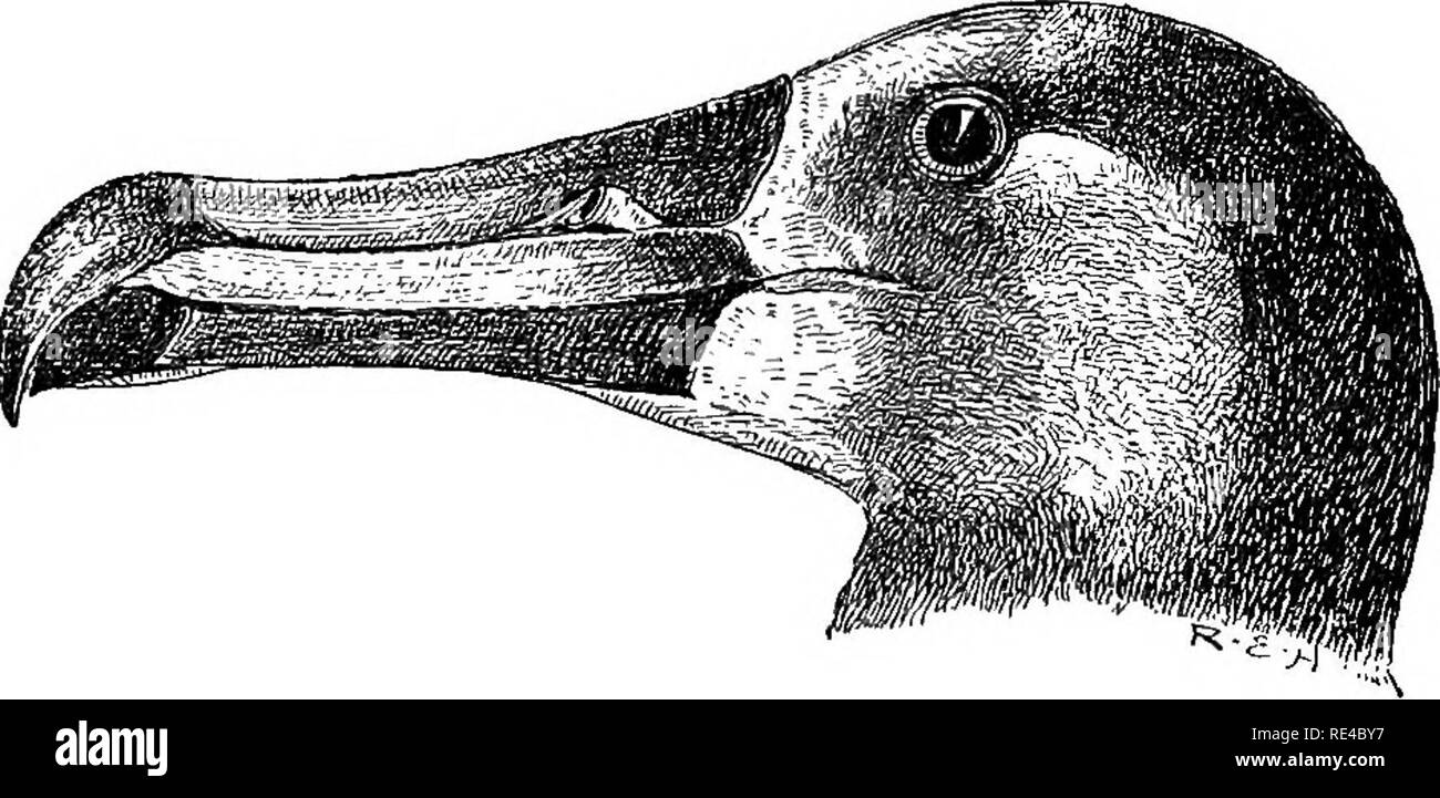 . Die Vögel des japanischen Kaiserreiches. Vögel. - PUPFINID DIOMEDEID ^.^, 263 258. DIOMEDEA NIGRIPES. (AUDUBON'S ALBATEOSS.) Diomedea nigripes, Audubon, Om. Biogr. v. s. 327 (1839). Audubon'S Albatross ist etwas kleiner als der Steller Albatross (Wing von carpal Gemeinsame 18^ Zoll). Es ist dunkelbraun über belowj Schattierung in hellem Braun um die Basis der Bill und. Bill, Beine und Füße fast schwarz. Zahlen: Cassin, Illustr. Vögel von Kalifornien, Texas, &Amp; c. pi. 35.. Leiter der Diomedea Nigripes. 7 natürliche Größe. Der Anspruch der Audubon's Albatross angesehen, als eine japanische Vogel auf einem feinen Adu ruht Stockfoto