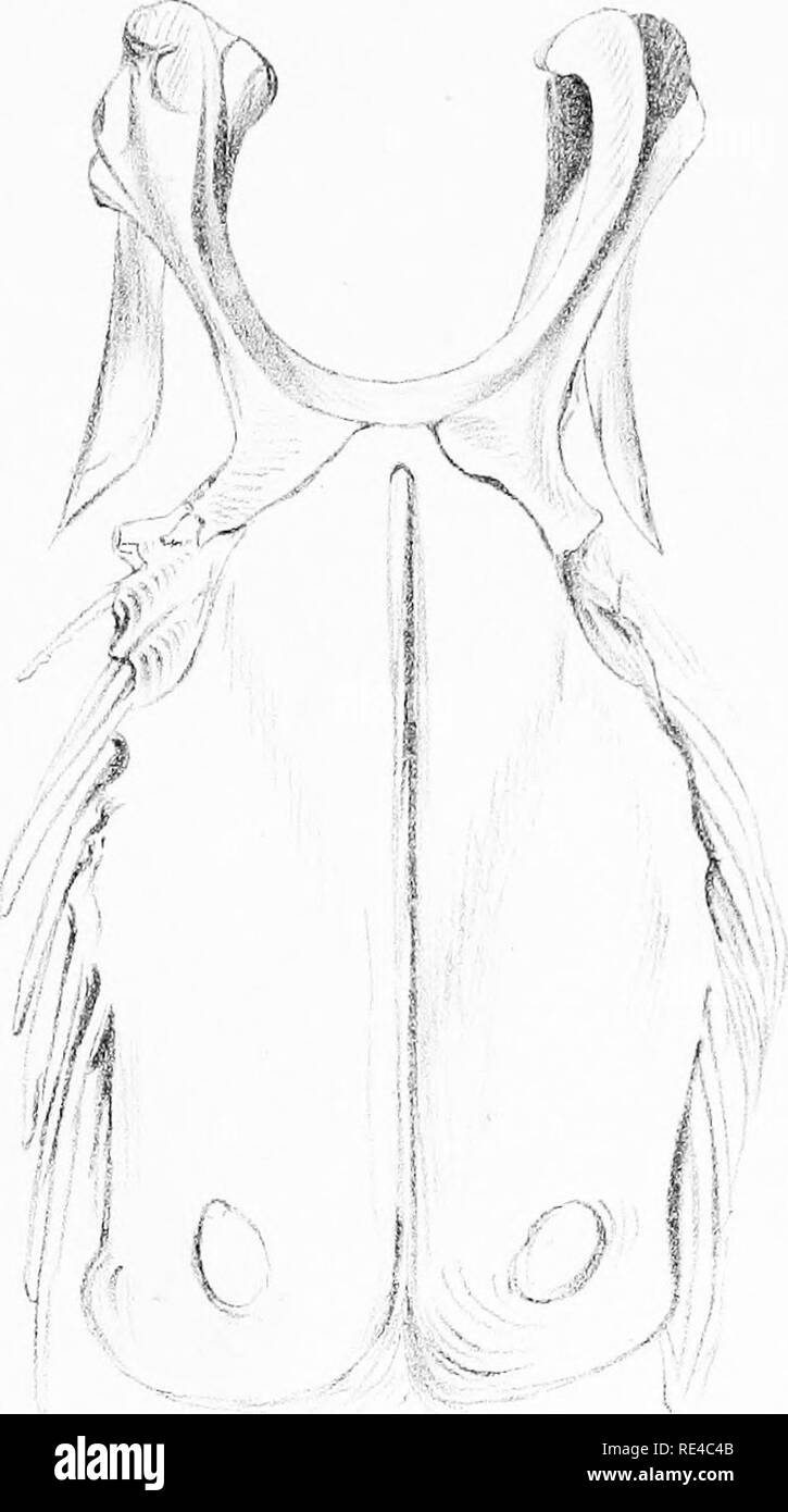 . Hinweise auf die Vögel der Damara Land und den angrenzenden Ländern Süd-West Afrika. Vögel. iufure. 1. ProTil Anzeigen cf Slem " U.m der MeLd-jgeramplnas ein 'nderssom,? Nat-Größe, gezeichnet fro". m] Nla, taTe von C. J Anierssaa. M: niern Bro 5 iiup. Bitte beachten Sie, dass diese Bilder sind von der gescannten Seite Bilder, die digital für die Lesbarkeit verbessert haben mögen - Färbung und Aussehen dieser Abbildungen können nicht perfekt dem Original ähneln. extrahiert. Andersson, Charles John, 1827-1867; Gurney, John Henry, 1819-1890. London, J. van Voorst Stockfoto